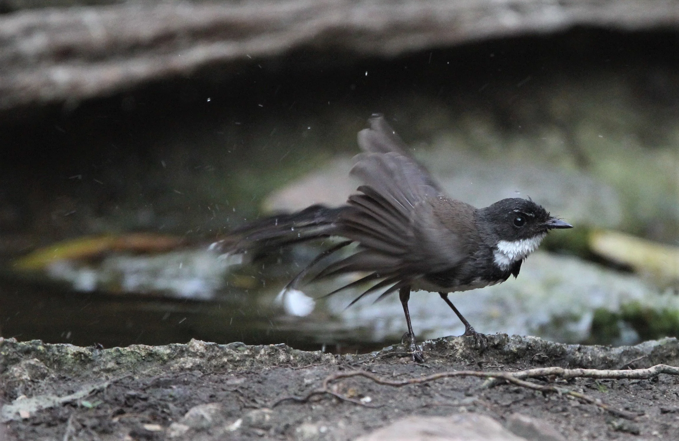 FANTAIL - PIED FANTAIL -Rhipidura javanica - KAENG KRACHAN (1).jpg