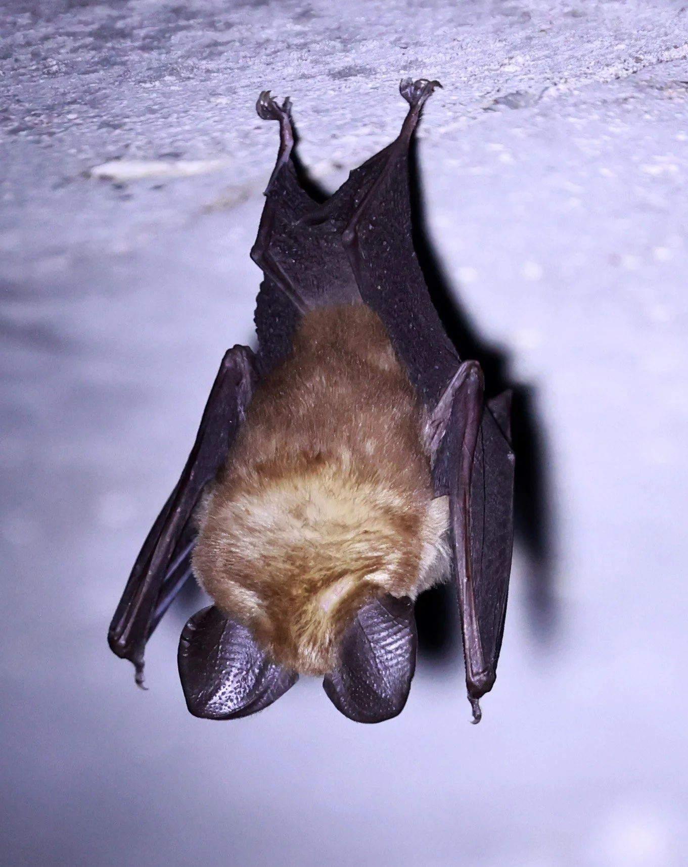 Hipposideros gentilis 
