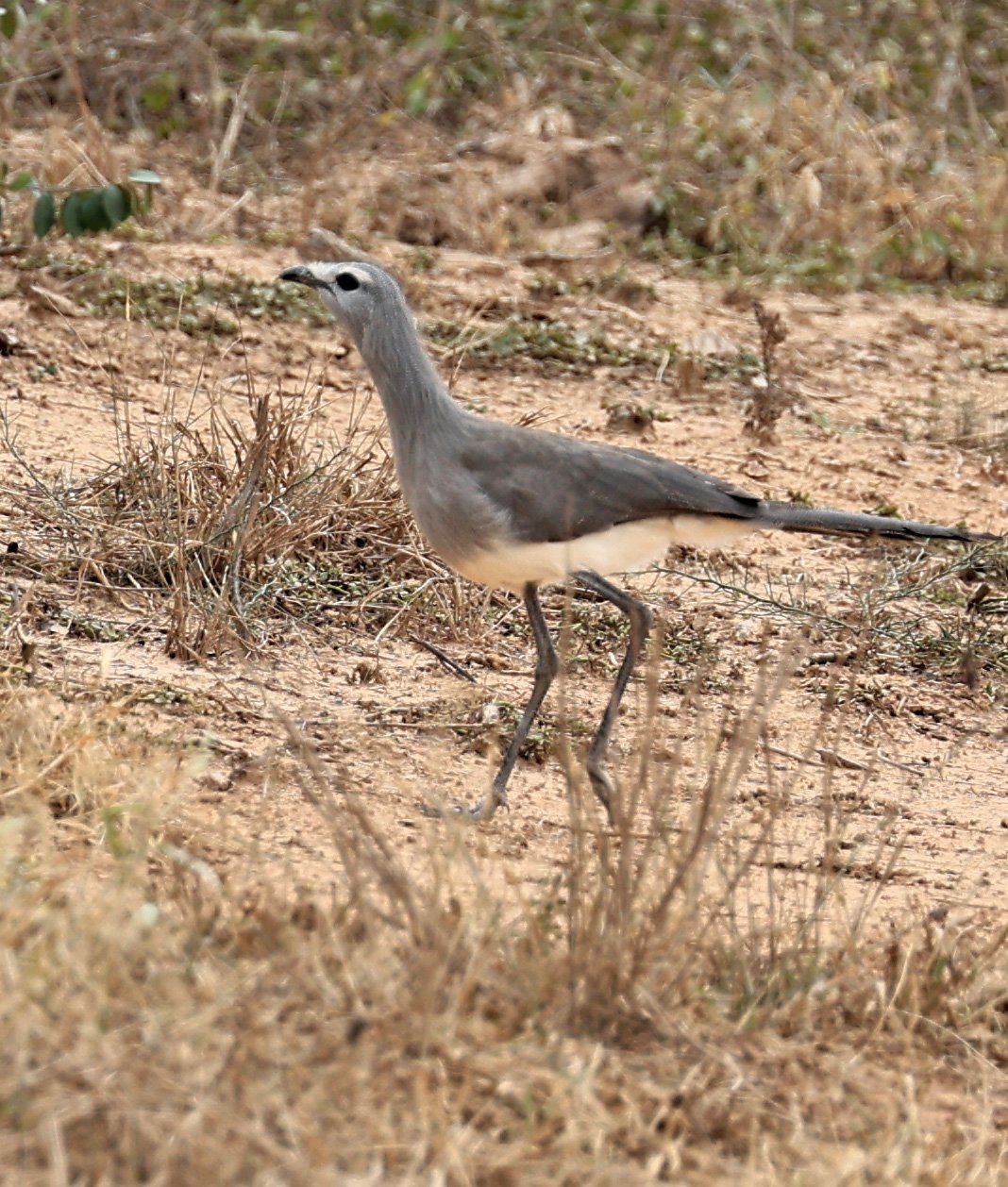 Black-legged Seriema (Chunga burmeisteri) Agua Dulce Paraguay (11).jpg
