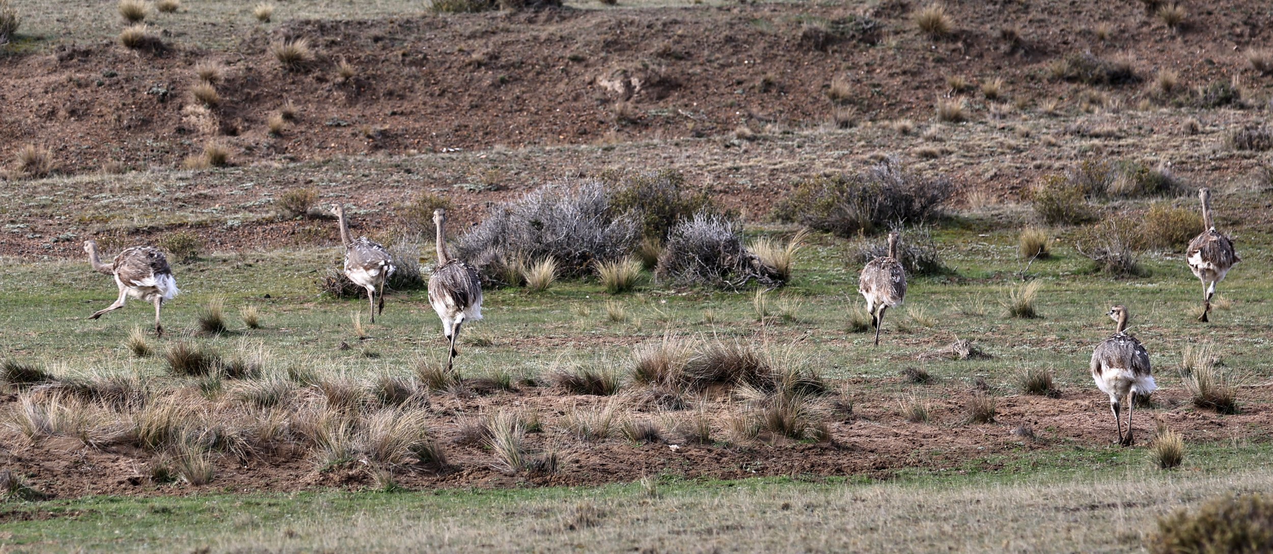 Lesser or Darwin's  Rhea (Rhea pennata) Valdes Peninsula, Chubut Province, Argentina Day 2 (27).jpg