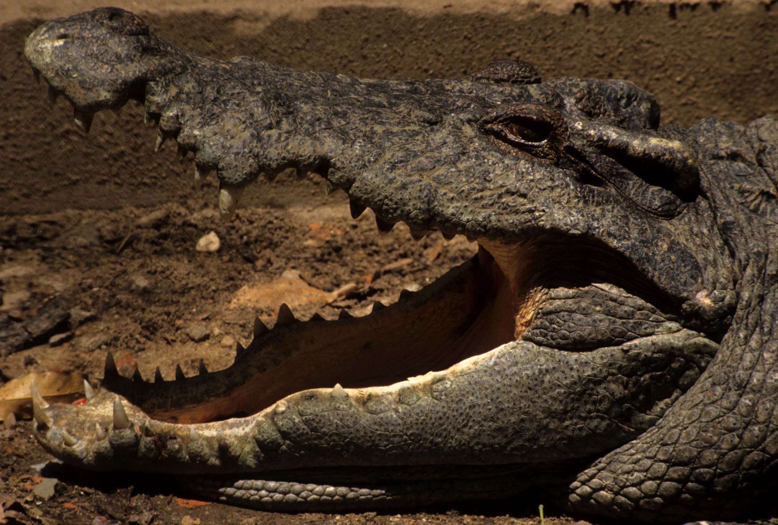 REPTILE - CROCODILE - ASIAN CROC - VIET NAM.jpg