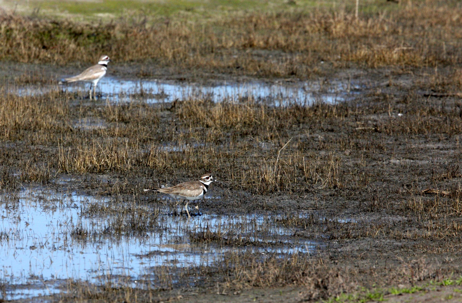 BIRD - KILLDEER - CARRIZO PLAIN NATIONAL MONUMENT CALIFORNIA.JPG