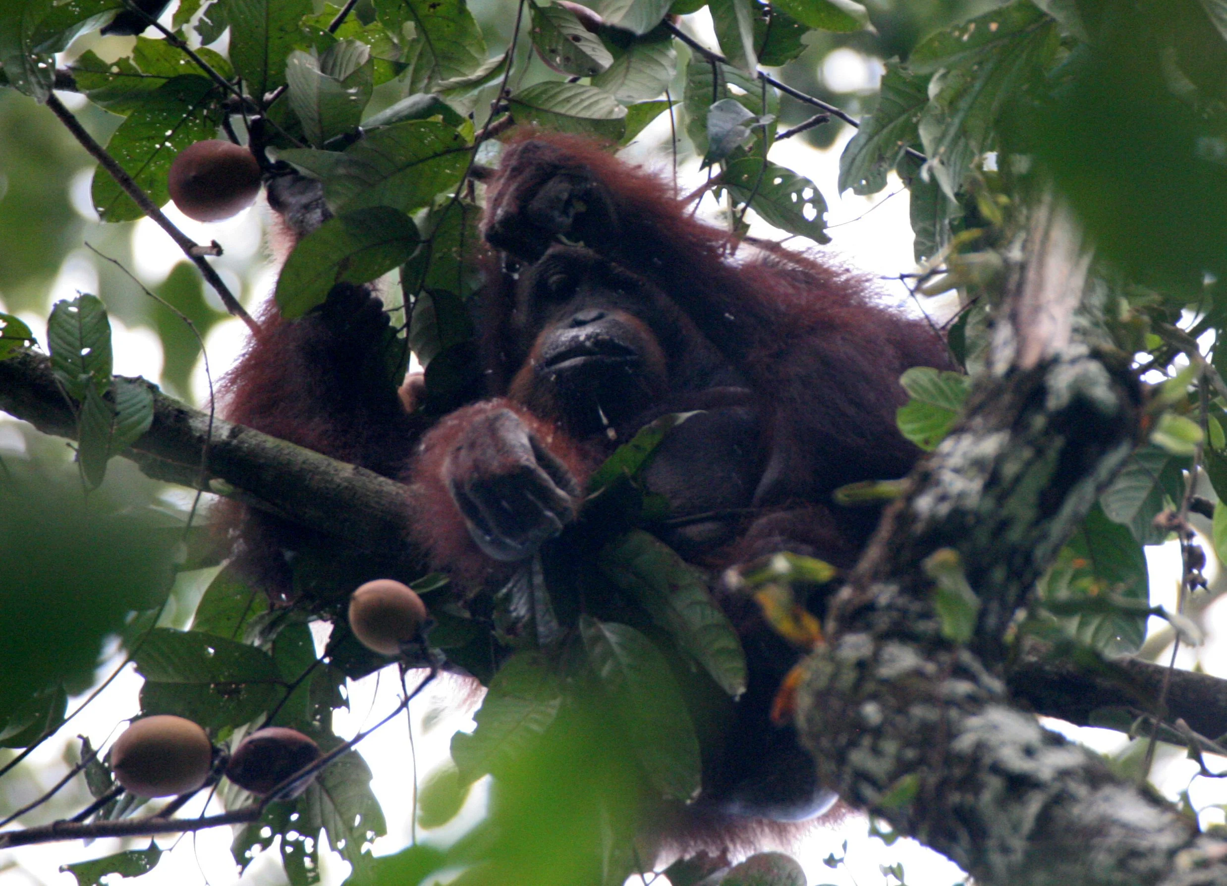 HOMINIDAE - Pongo pygmaeus morio - DANUM VALLEY BORNEO  (18).JPG