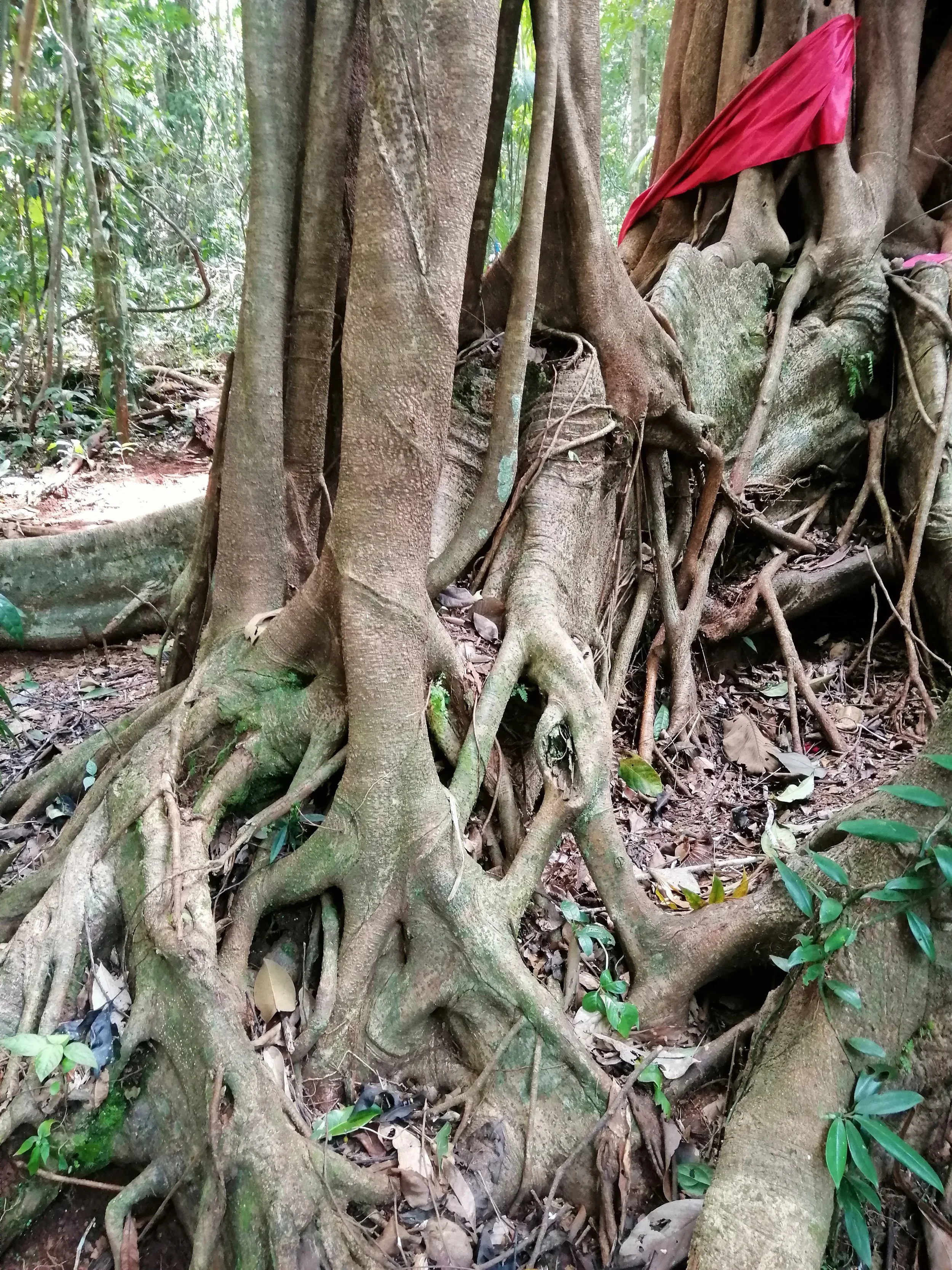 2019 Koh Kood Road Trip (56).jpg