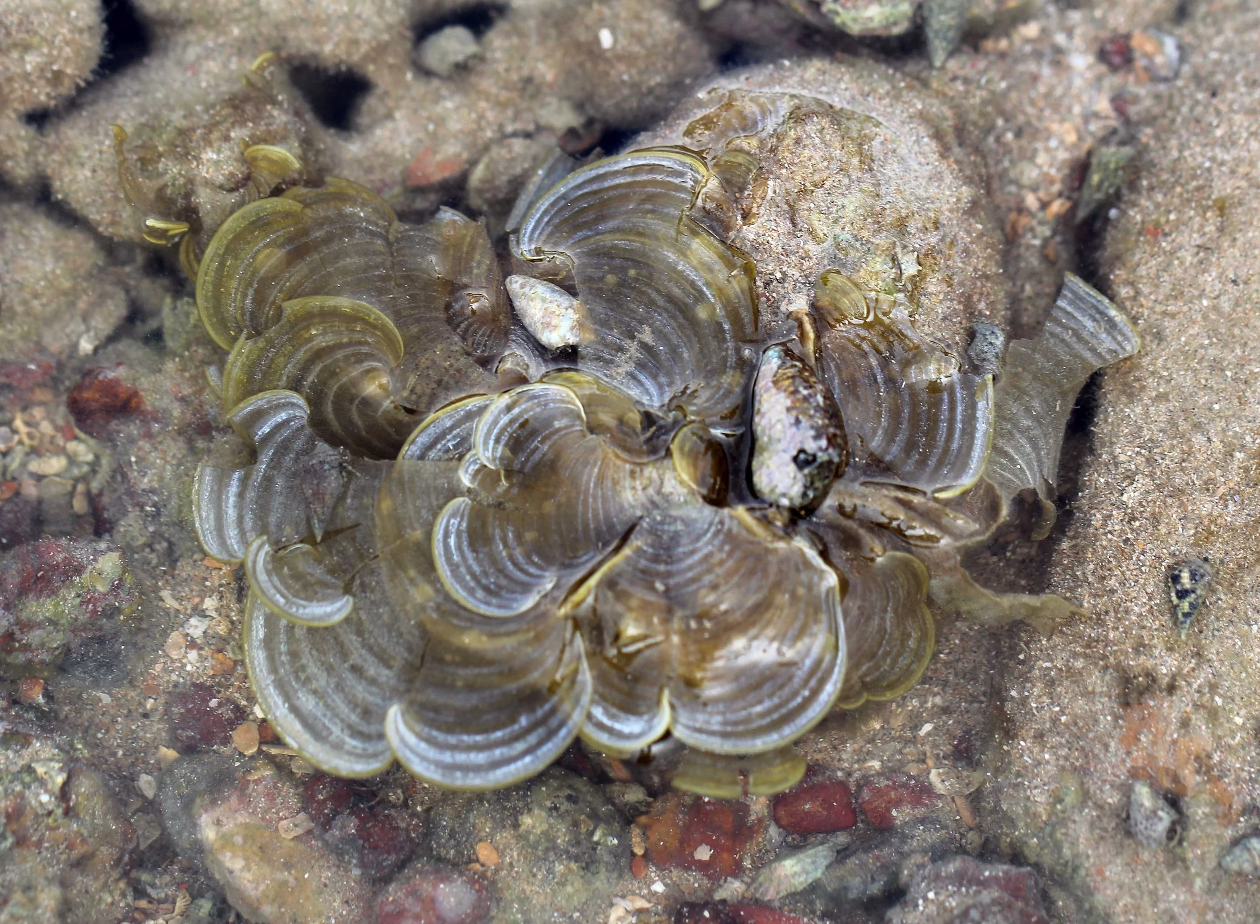2015 Koh Lanta Songkran with friends from ISB (590).JPG