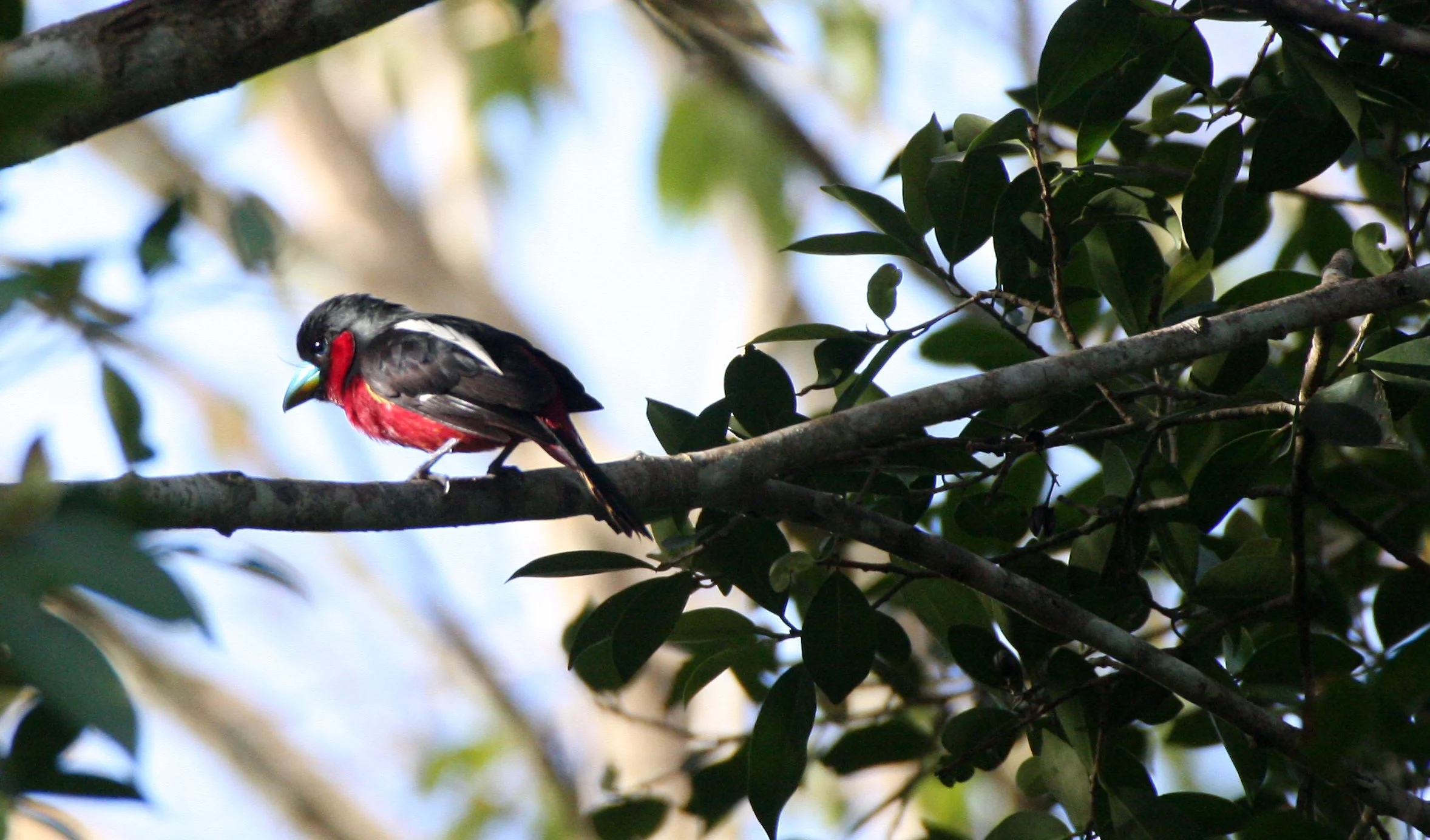 BROADBILL - BLACK AND RED BROADBILL - Cymbirbynchus macrorhynchus - KAENG KRACHAN NP THAILAND (7).JPG