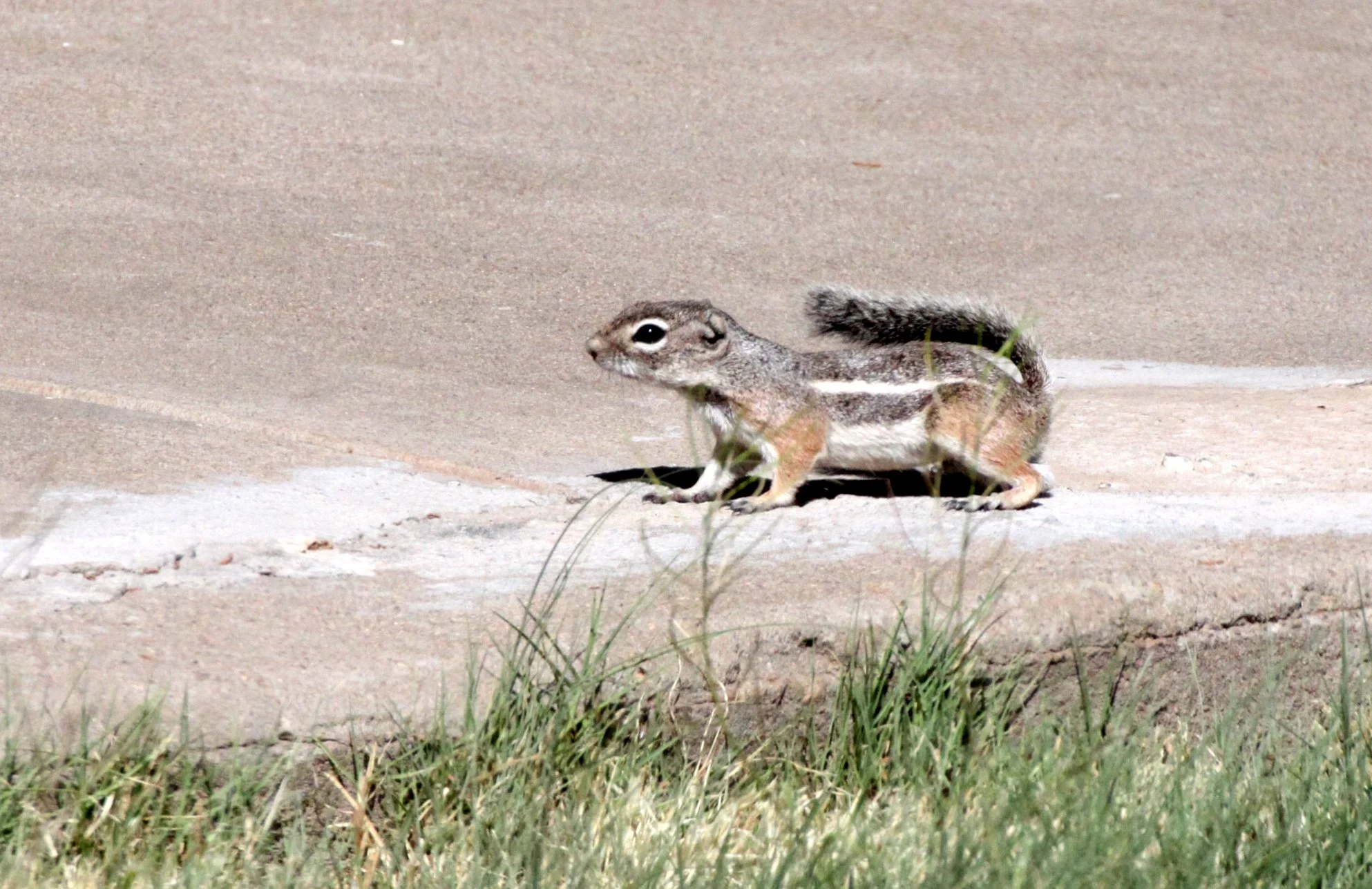 Ammospermophilus interpres - TEXAS ANTELOPE SQUIRREL - FRANKLIN MOUNTAINS STATE PARK TEXAS (18).JPG