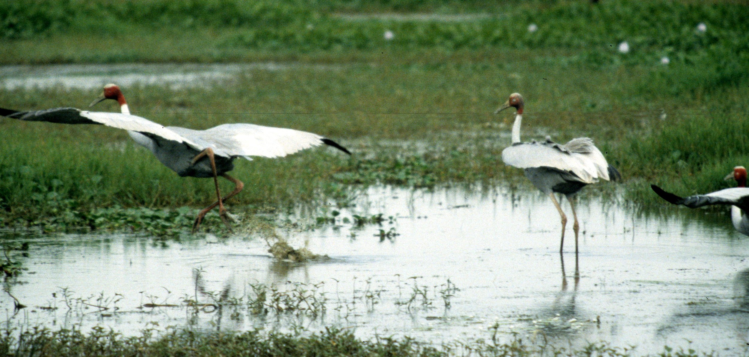 BIRD - CRANE - SARUS CRANE - KALEODEO INDIA F.jpg