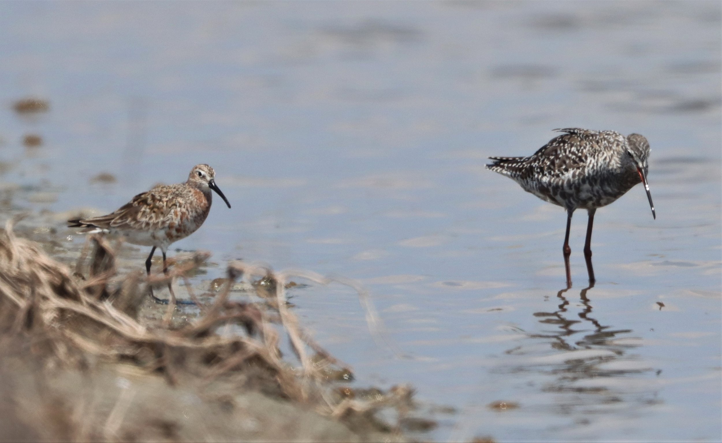 REDSHANK - SPOTTED REDSHANK - Tringa erythropus - BANG PAKONG SALT PANS CHACHOENGSAO WEST OF RIVER (10).jpg