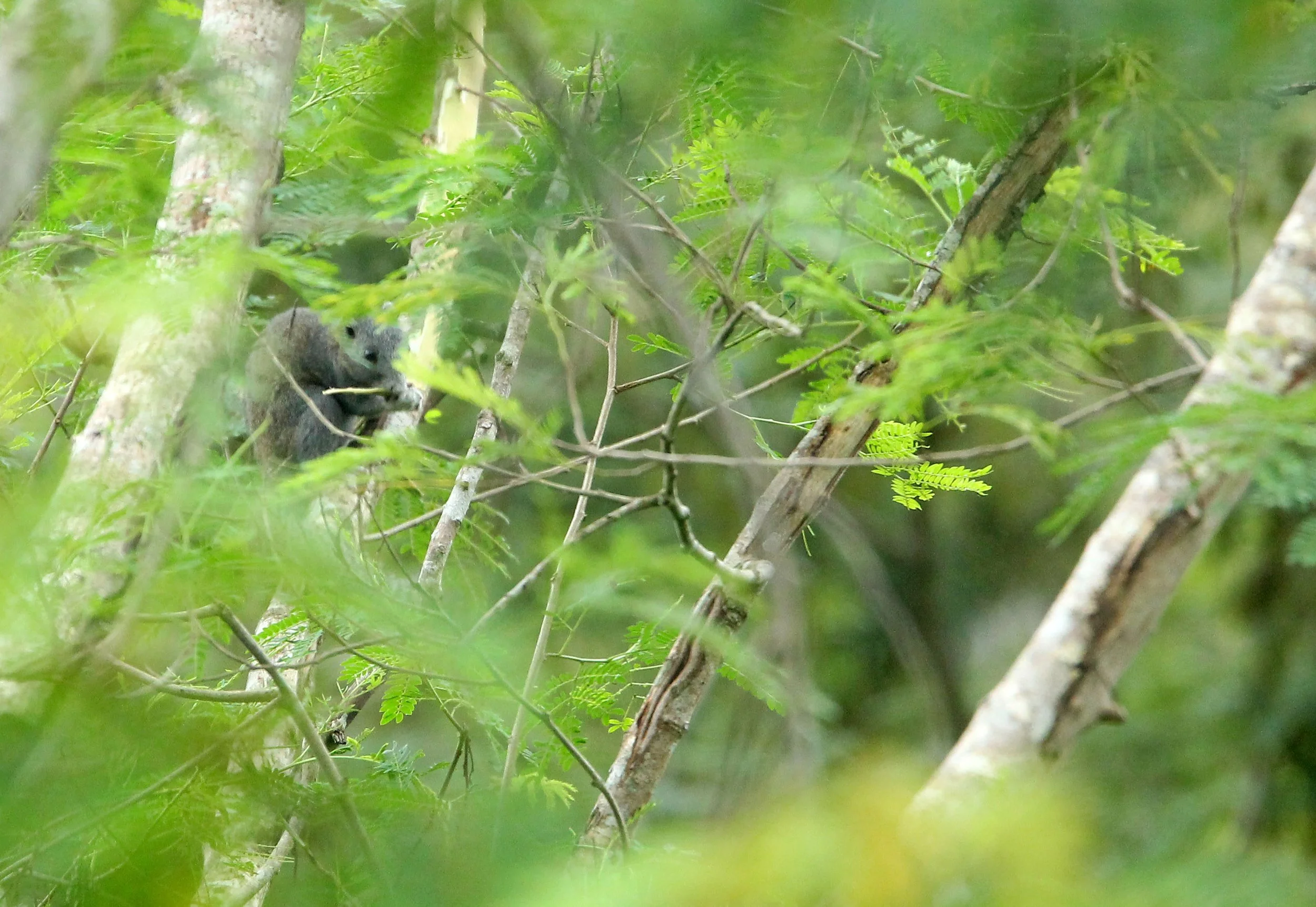 Callosciurus caniceps - GREY-BELLIED SQUIRREL - PHU KHIEO NATURE RESERVE THAILAND (19).JPG