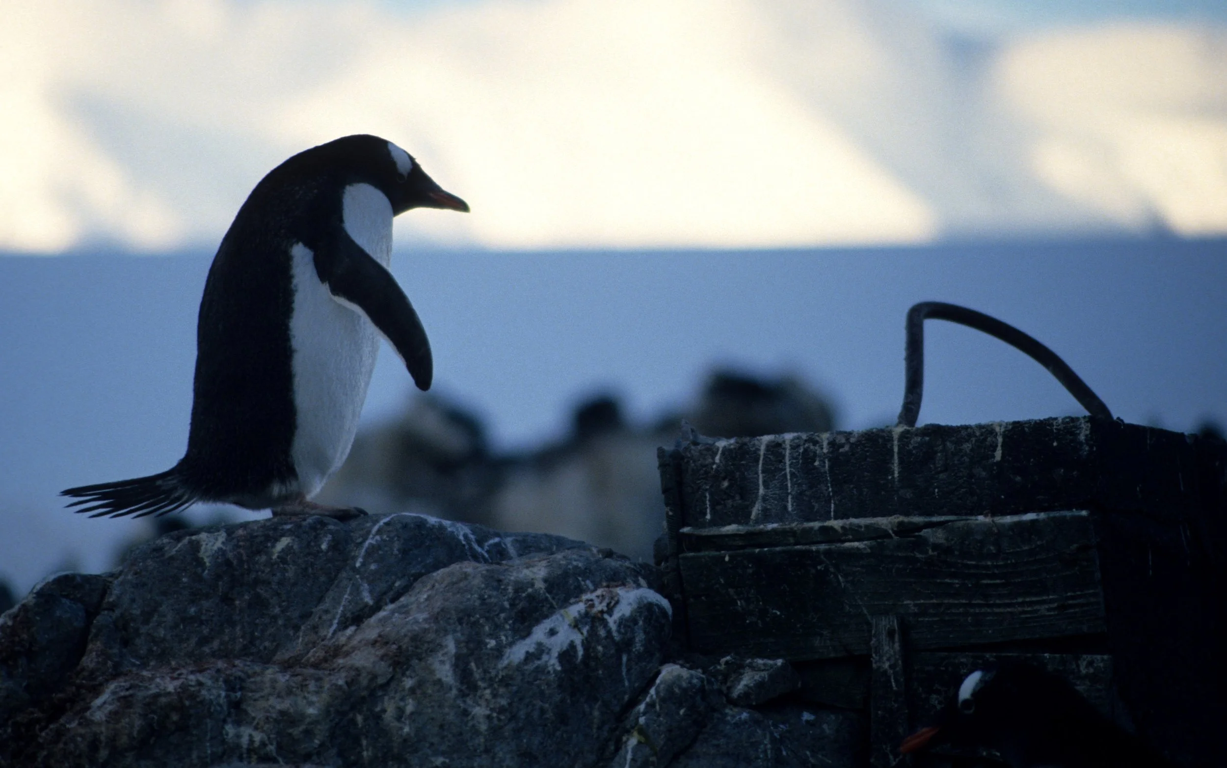 Gentoo Penguin (Pygoscelis papua) Antarctic Peninsula scanned slides 1996 (21).jpg
