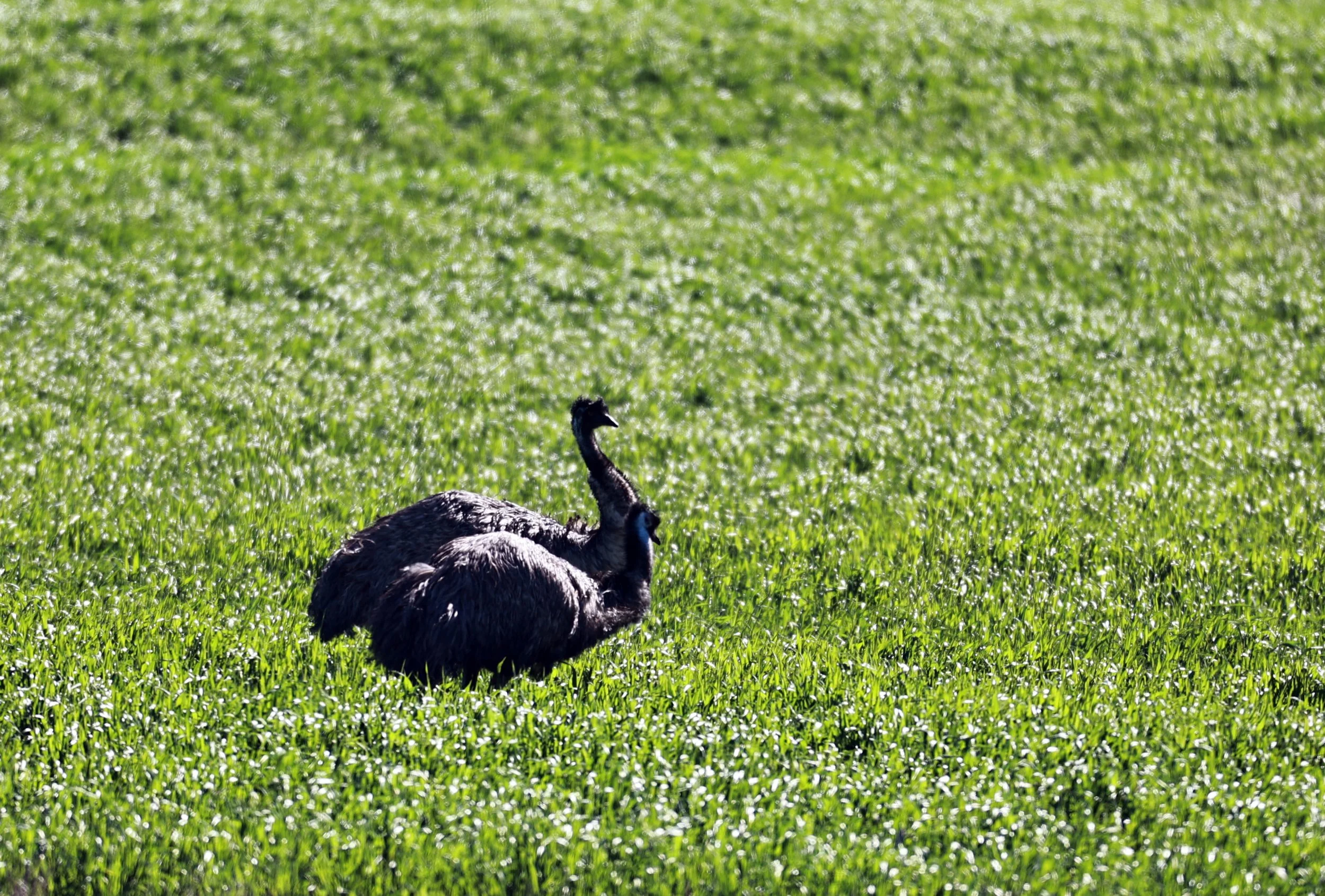 Emu (Dromaius novaehollandiae) Stirling Range NP - Western Australia (25).jpg