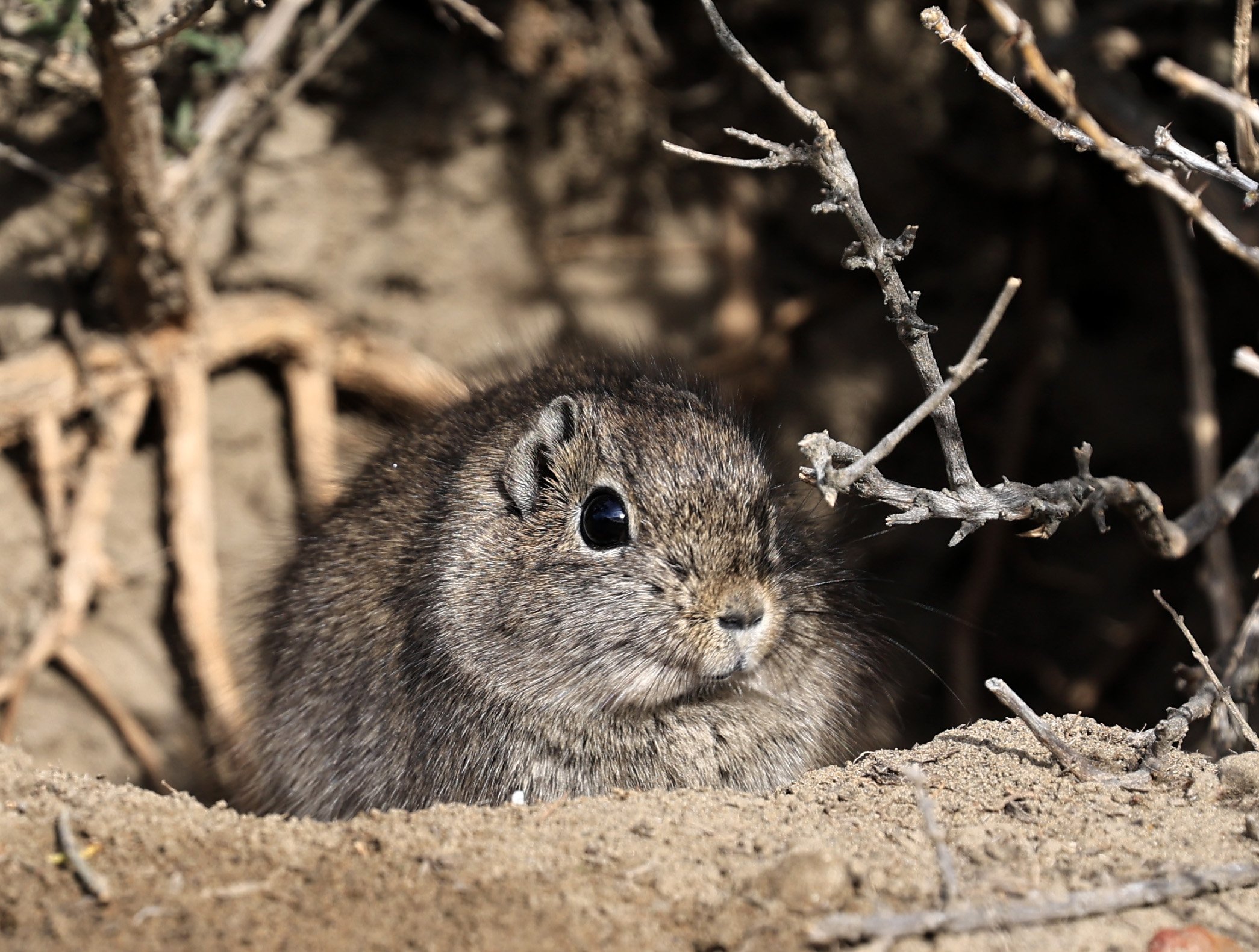 Southern Mountain Cavy (Microcavia australis) Valdes Peninsula, Chubut Province, Argentina Day 2 (1 (13).jpg