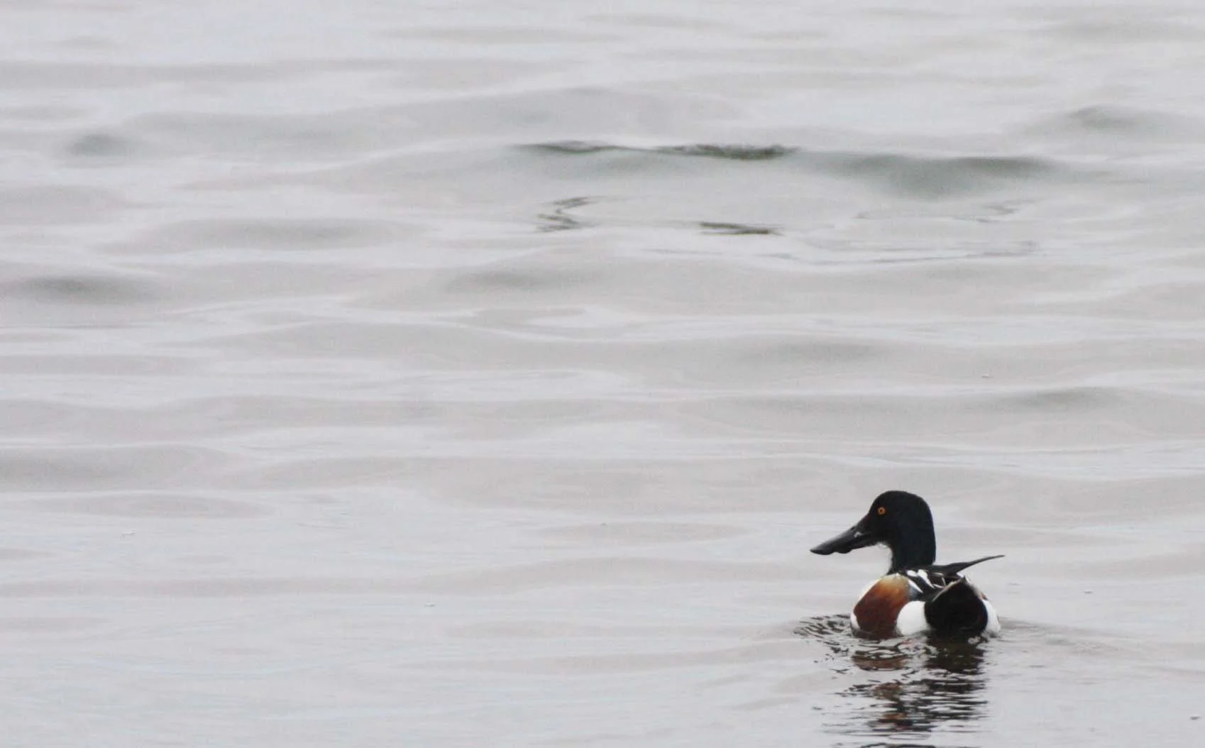 SHOVELER - NORTHERN SHOVELER - Spatula clypeata - OJO DE LIEBRE LAGOONS BAJA MEXICO (12).JPG