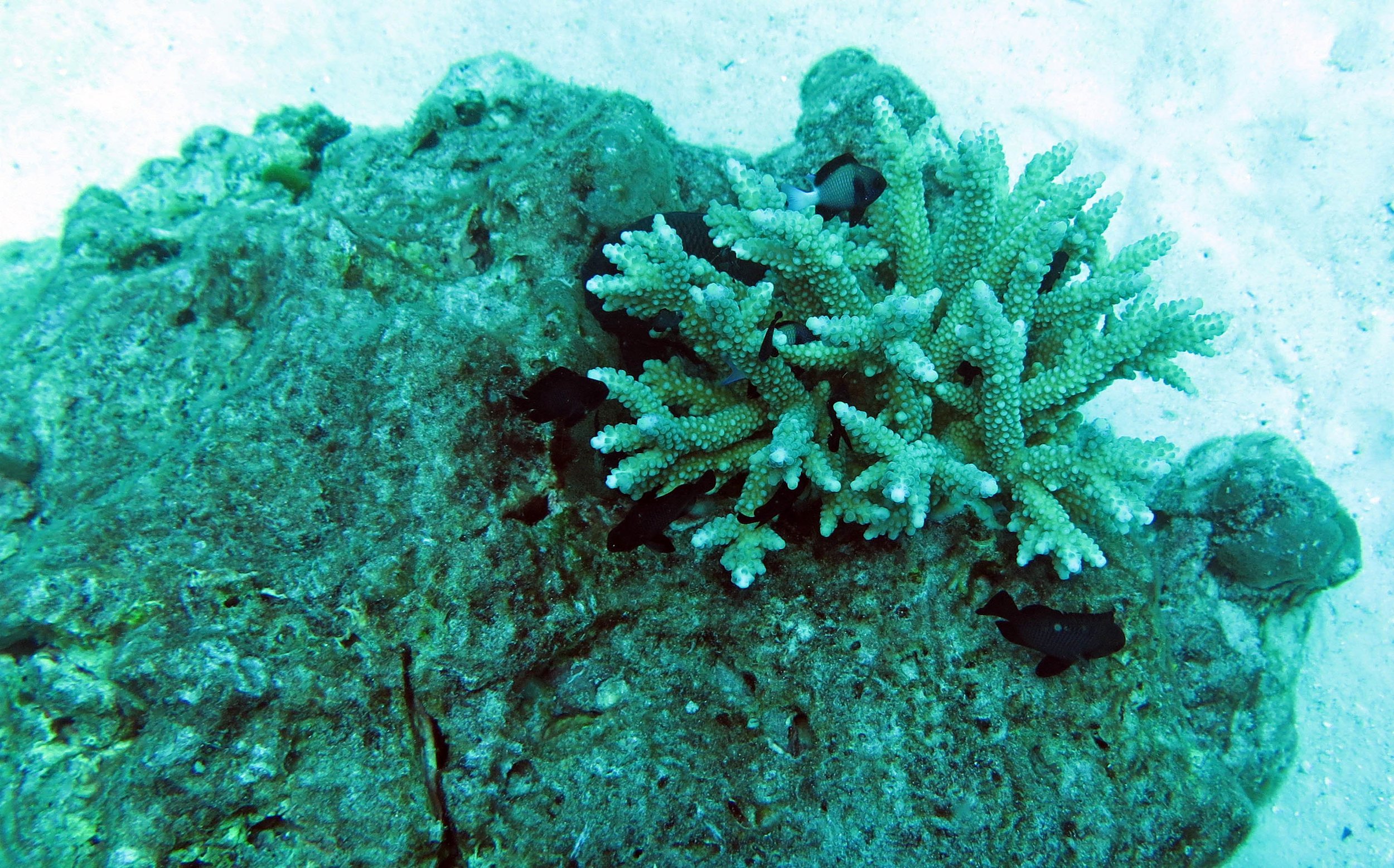 2014 Similan Islands Marine Park Thailand ISB Dive Trip (4).JPG