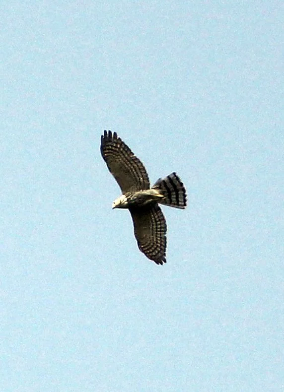 Pernis ptilorhynchus - ORIENTAL HONEY BUZZARD - HUAI KHA KHAENG NATURE RESERVE - THAILAND (7).JPG