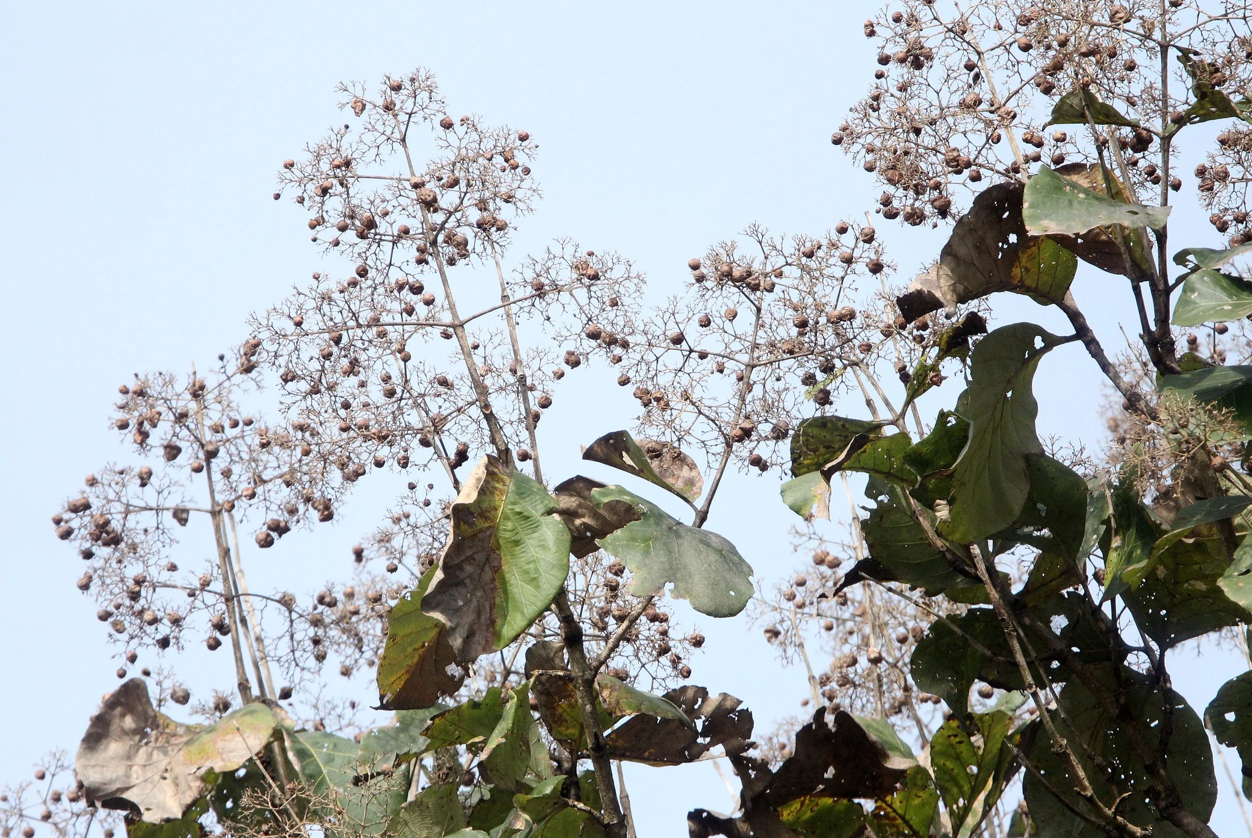 INDIRA GANDHI TOPSLIP NATIONAL PARK, TAMIL NADU INDIA (7).JPG