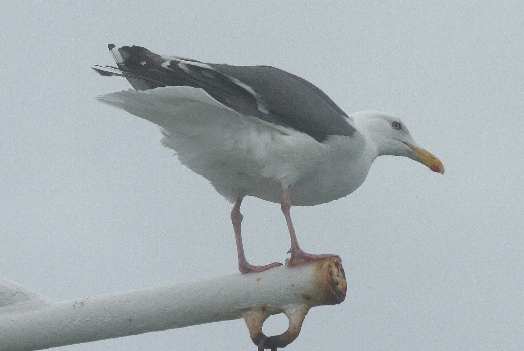 BIRD - GULL - GLAUCOUS PROBABLE - KURILS RUSSIA (4).jpg