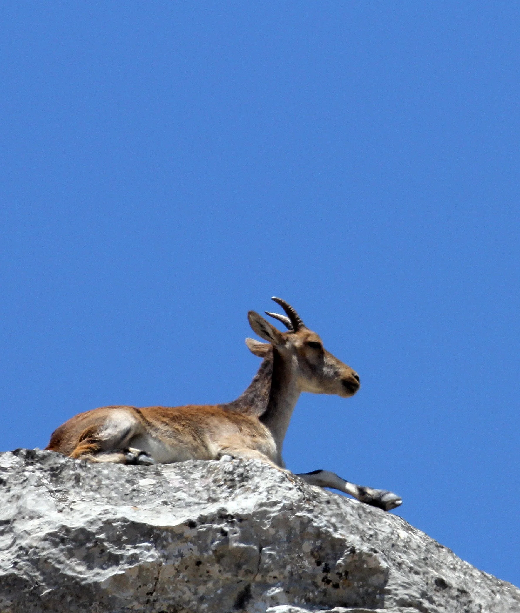 SOUTHEASTERN SPANISH (RONDA) IBEX - Capra pyrenaica meridionalis - EL TORCAL NATIONAL PARK SPAIN (20).JPG