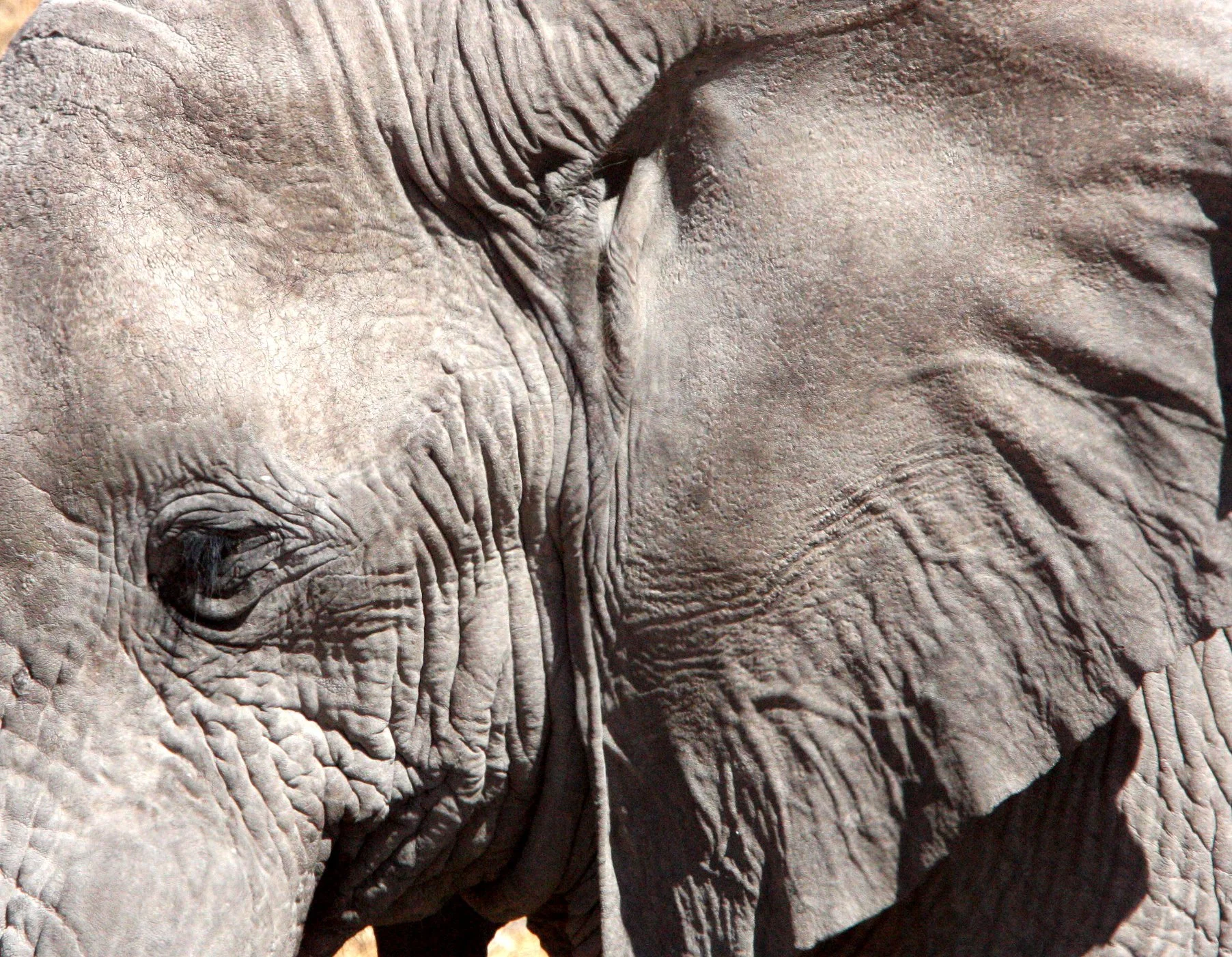 ELEPHANT - AFRICAN ELEPHANT - ETOSHA NATIONAL PARK NAMIBIA (65).JPG