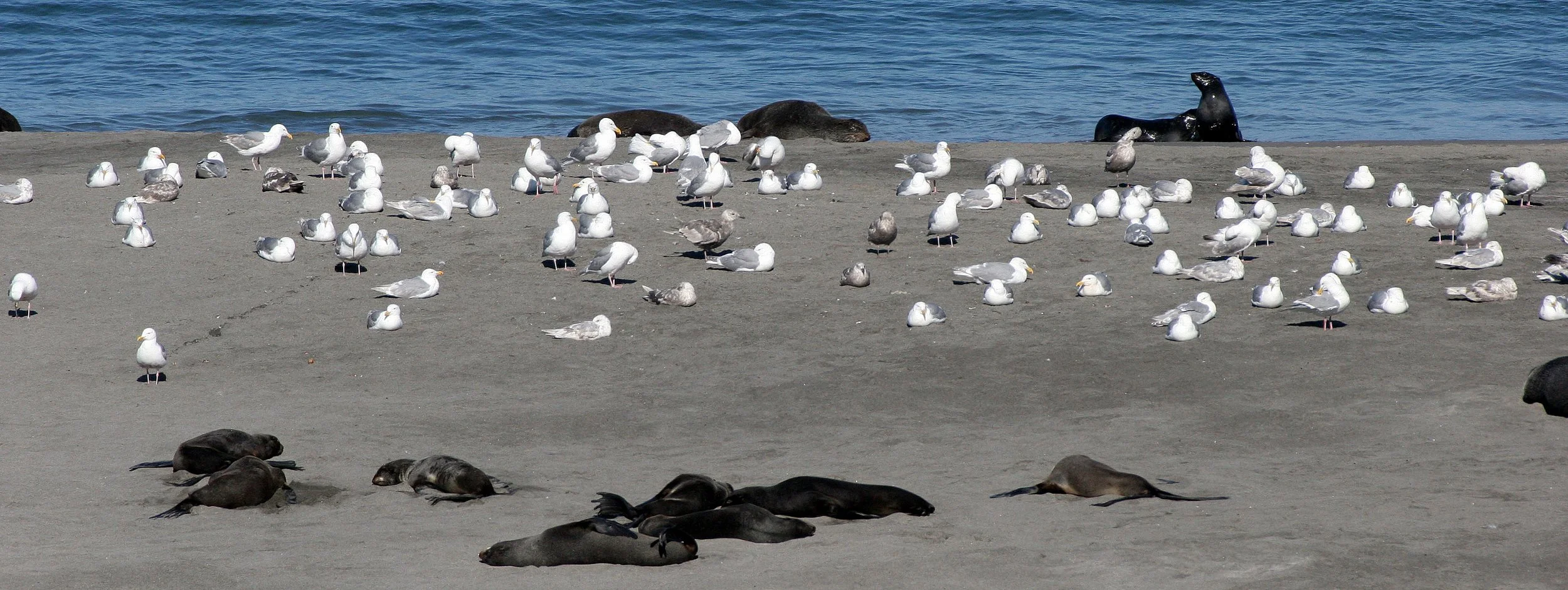 BIRD - GULL - GLAUCOUS GULLS WITH NORTHERN FUR SEALS - COMMANDERS.jpg