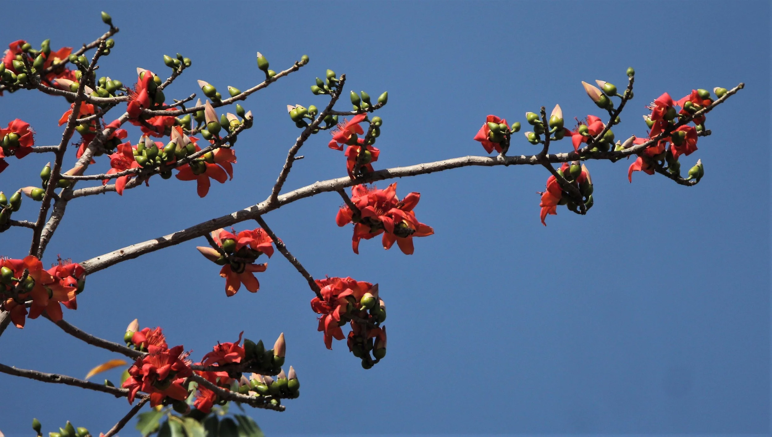 Flame of the Forest (Butea monosperma)