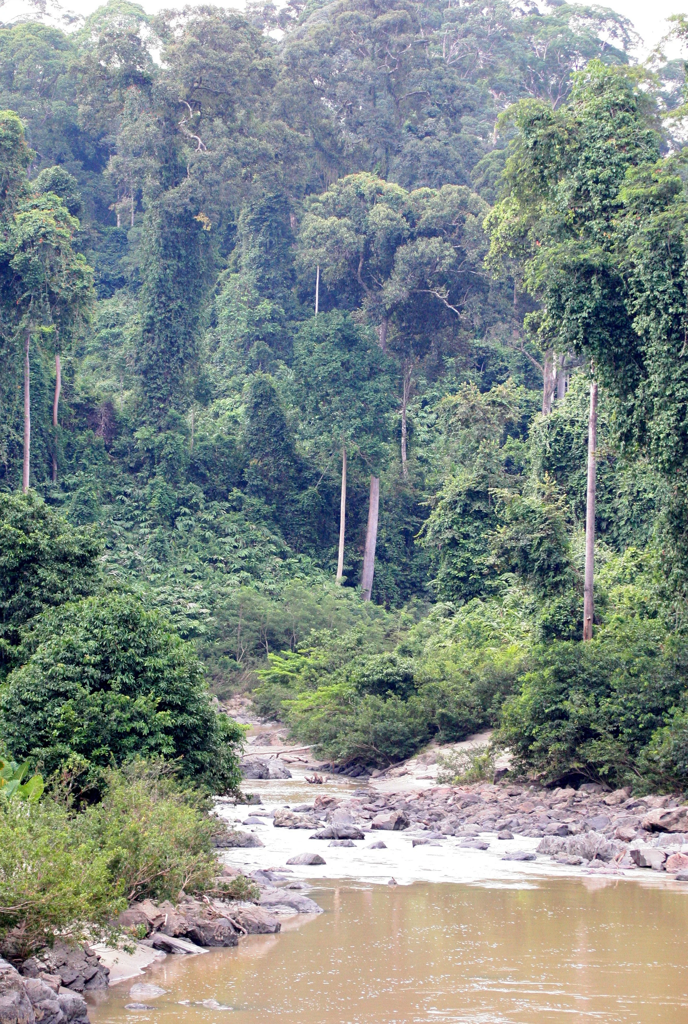 DANUM VALLEY BORNEO - VIEWS OF RIVER.JPG