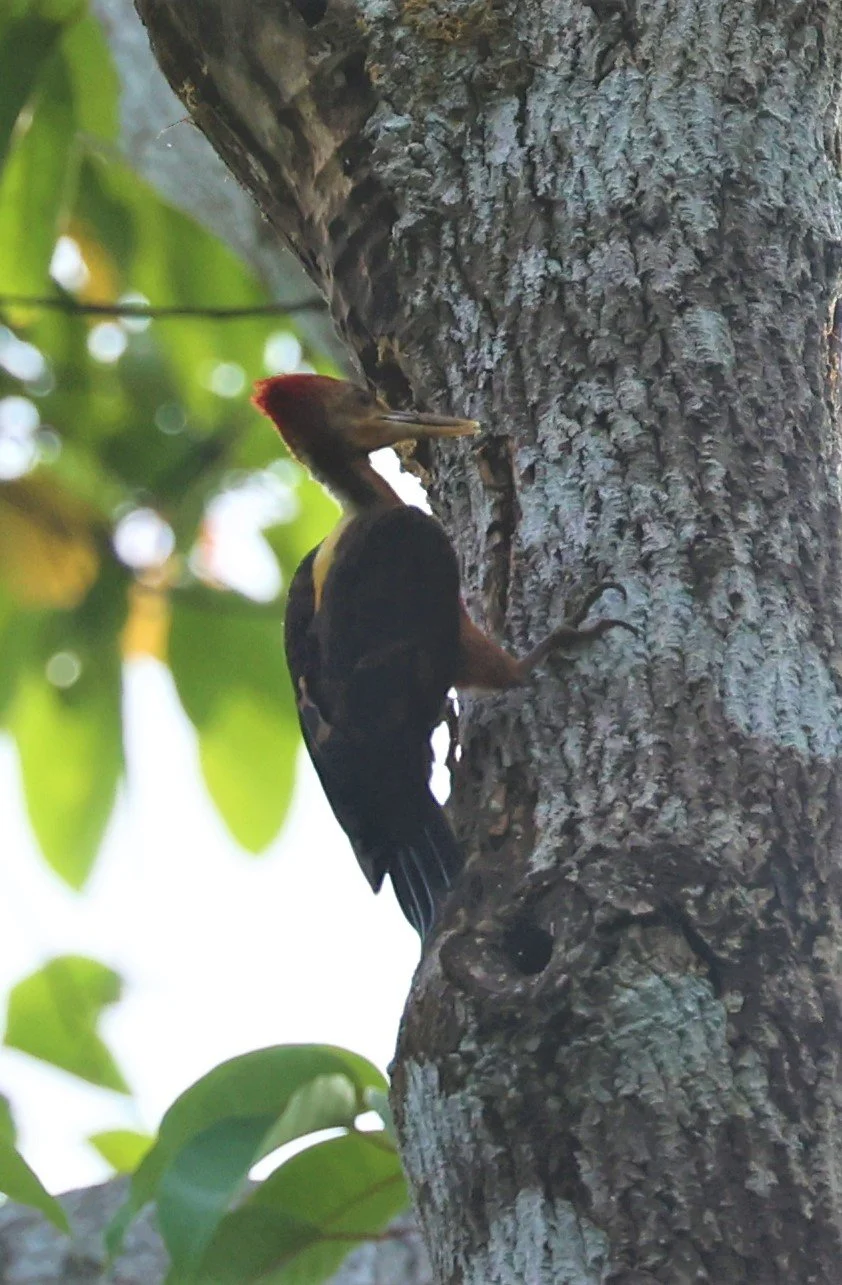 WOODPECKER - ORANGE-BACKED WOODPACKER - Reinwardtipicus validus - HALA BALA WILDLIFE SANCTUARY APRIL 2022 (17).jpg