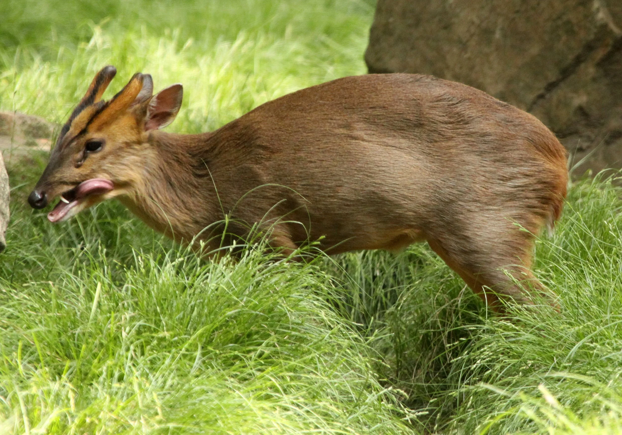 Reeve's Muntjac (Muntiacus reevesi) China