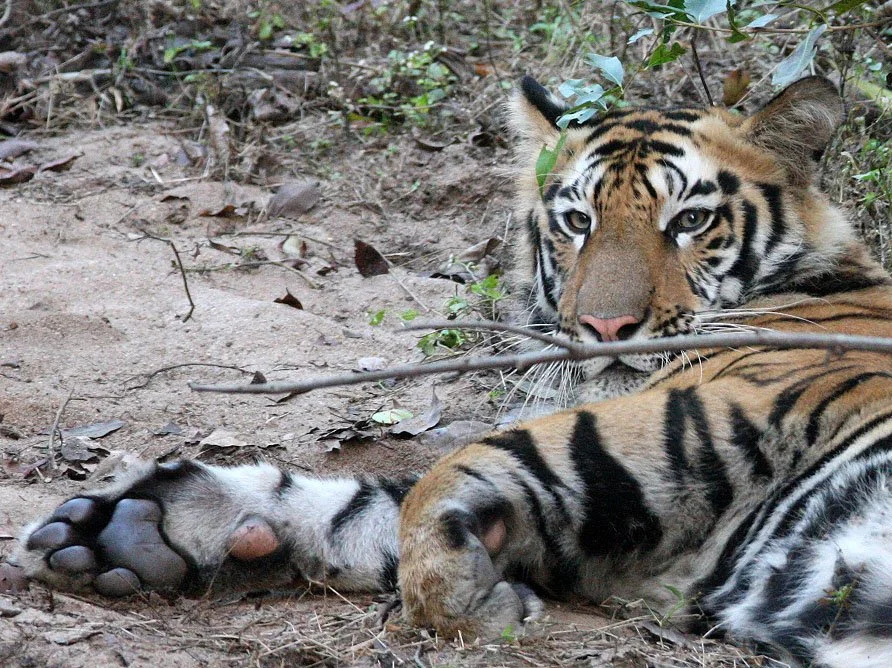 Panthera tigris tigris - BENGAL TIGER - BANDHAVGAR NATIONAL PARK MADHYA PRADESH INDIA (285).JPG