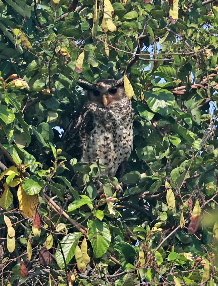 Spot-bellied Eagle-Owl (Bubo nipalensis) Pak Chong Mu Si Municipality Feb 2026  (8).jpg