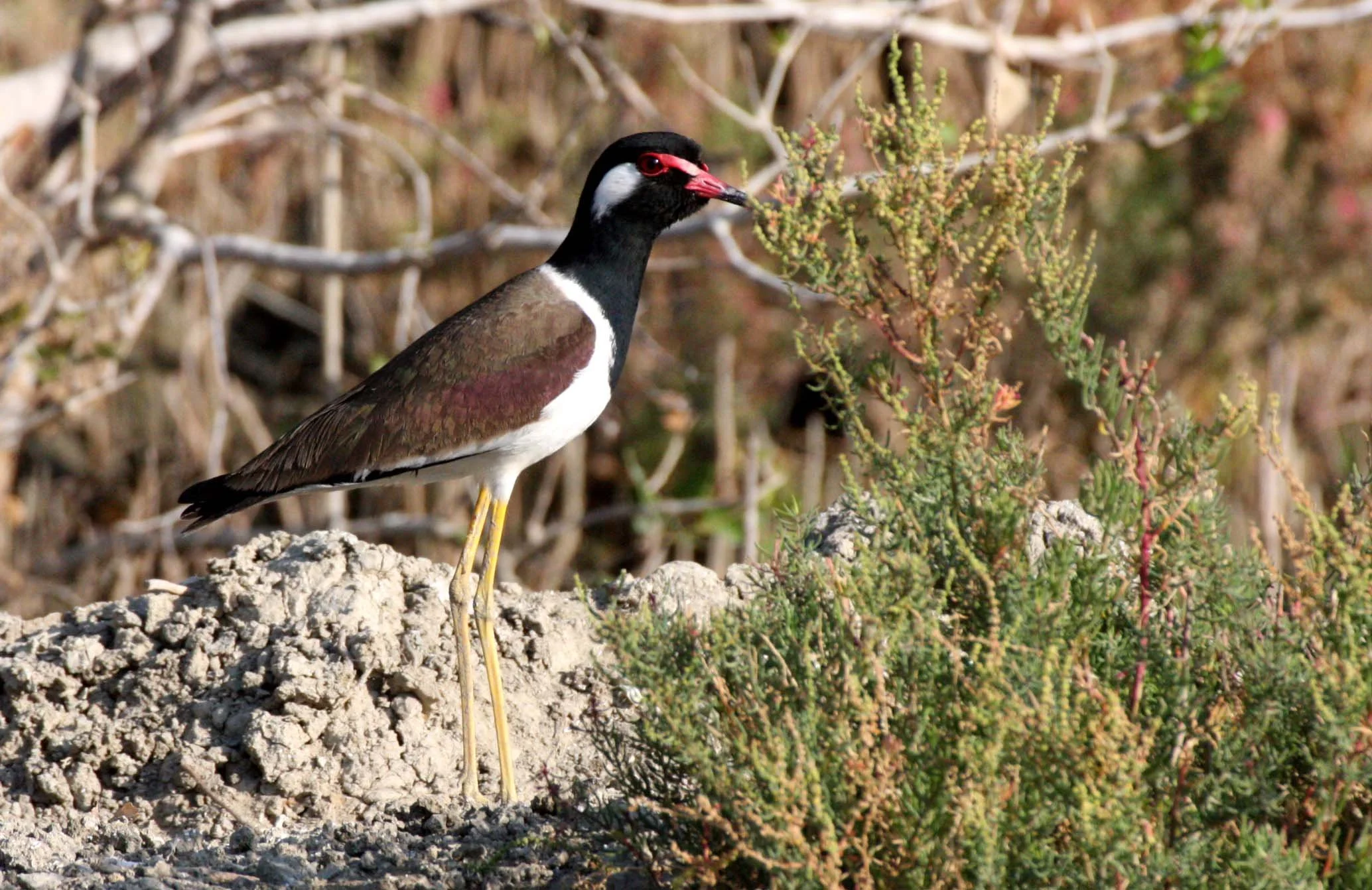 LAPWING - RED-WATTLED LAPWING - Vanellus indicus - KHAO SAM ROI YOT THAILAND (16).JPG
