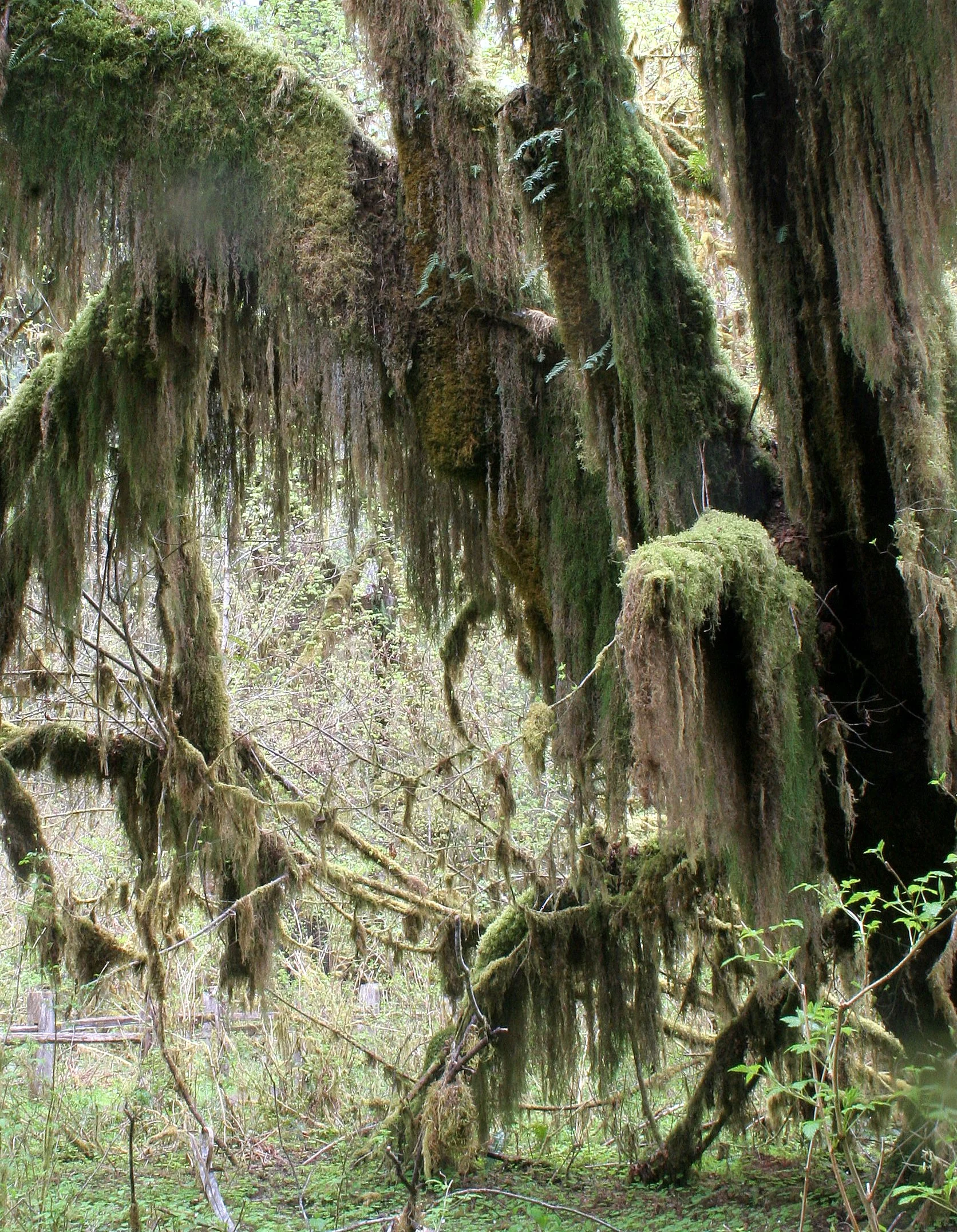 HOH RIVER VALLEY - HALL OF MOSSES (55).JPG
