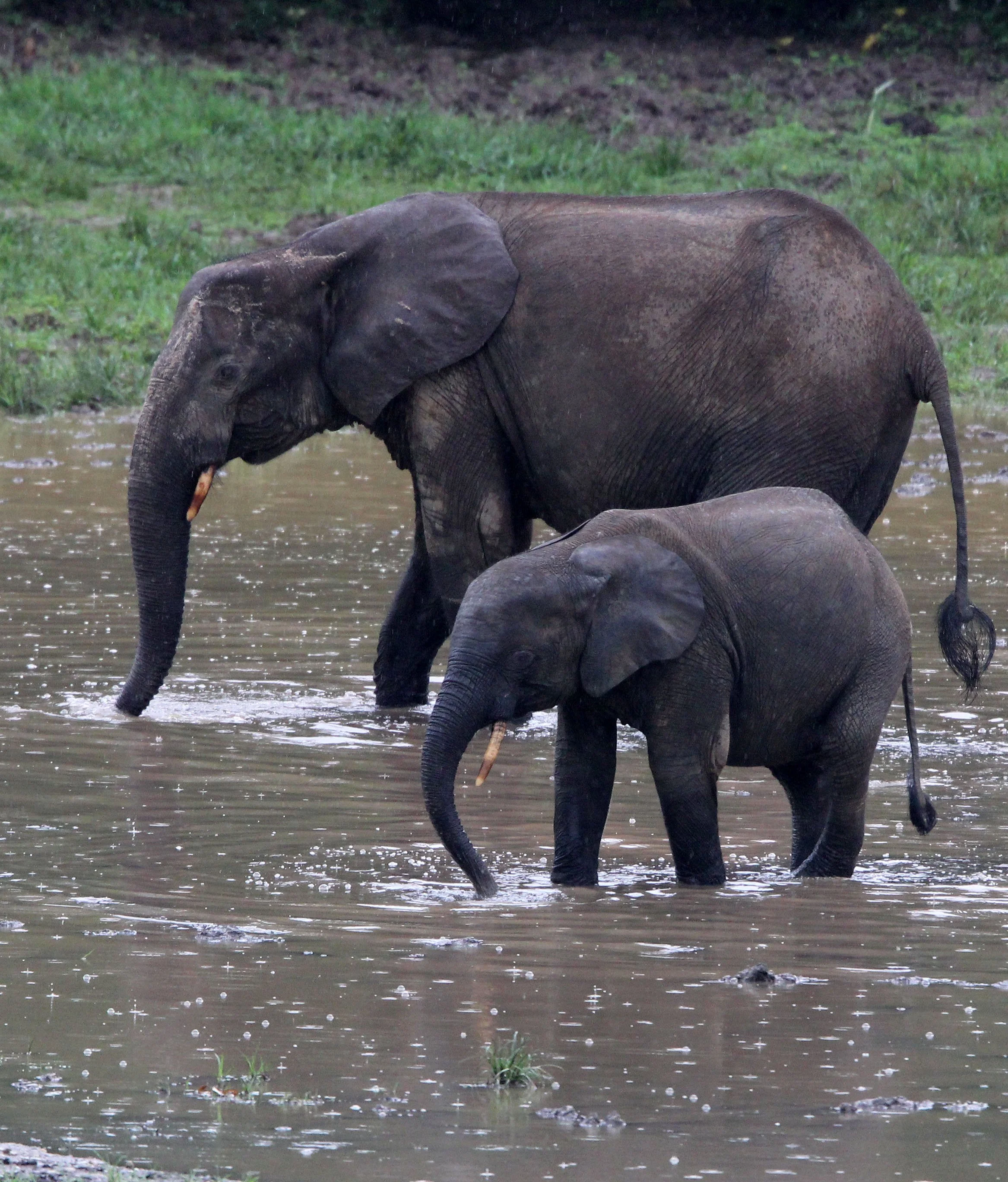 ELEPHANT - FOREST ELEPHANT - DZANGA BAI - DZANGA NDOKI NP CENTRAL AFRICAN REPUBLIC (3).JPG