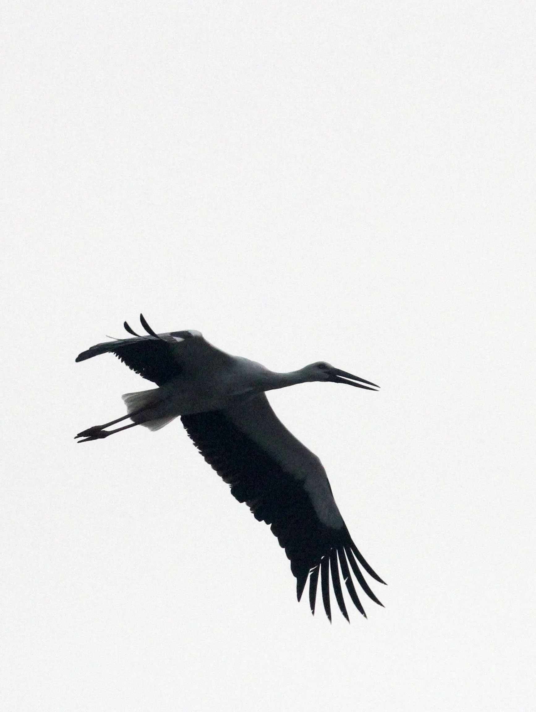 STORK - ORIENTAL STORK - Ciconia boyciana - POYANG LAKE, JIANGXI PROVINCE, CHINA (8).JPG
