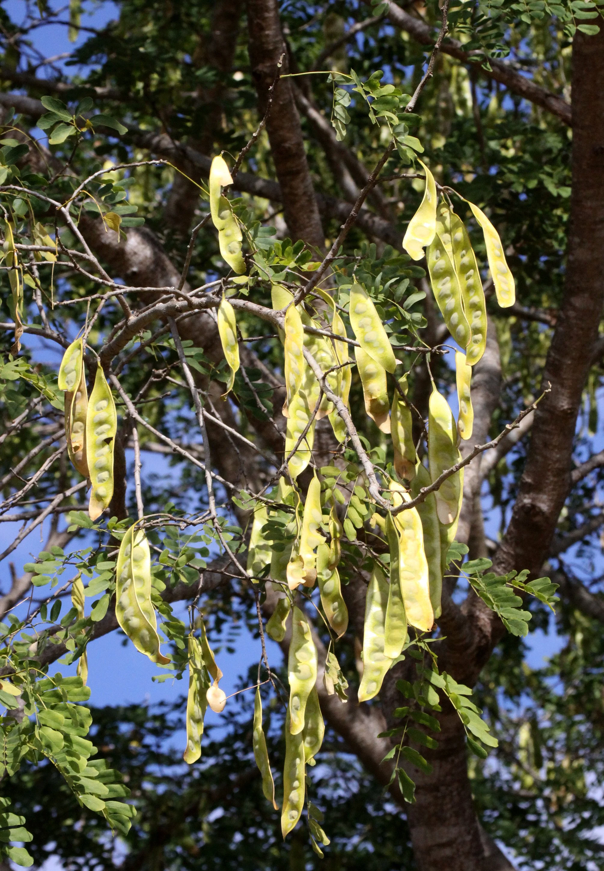 PLANT - LEGUME SPECIES - KIRINDY NATIONAL PARK - MADAGASCAR.JPG