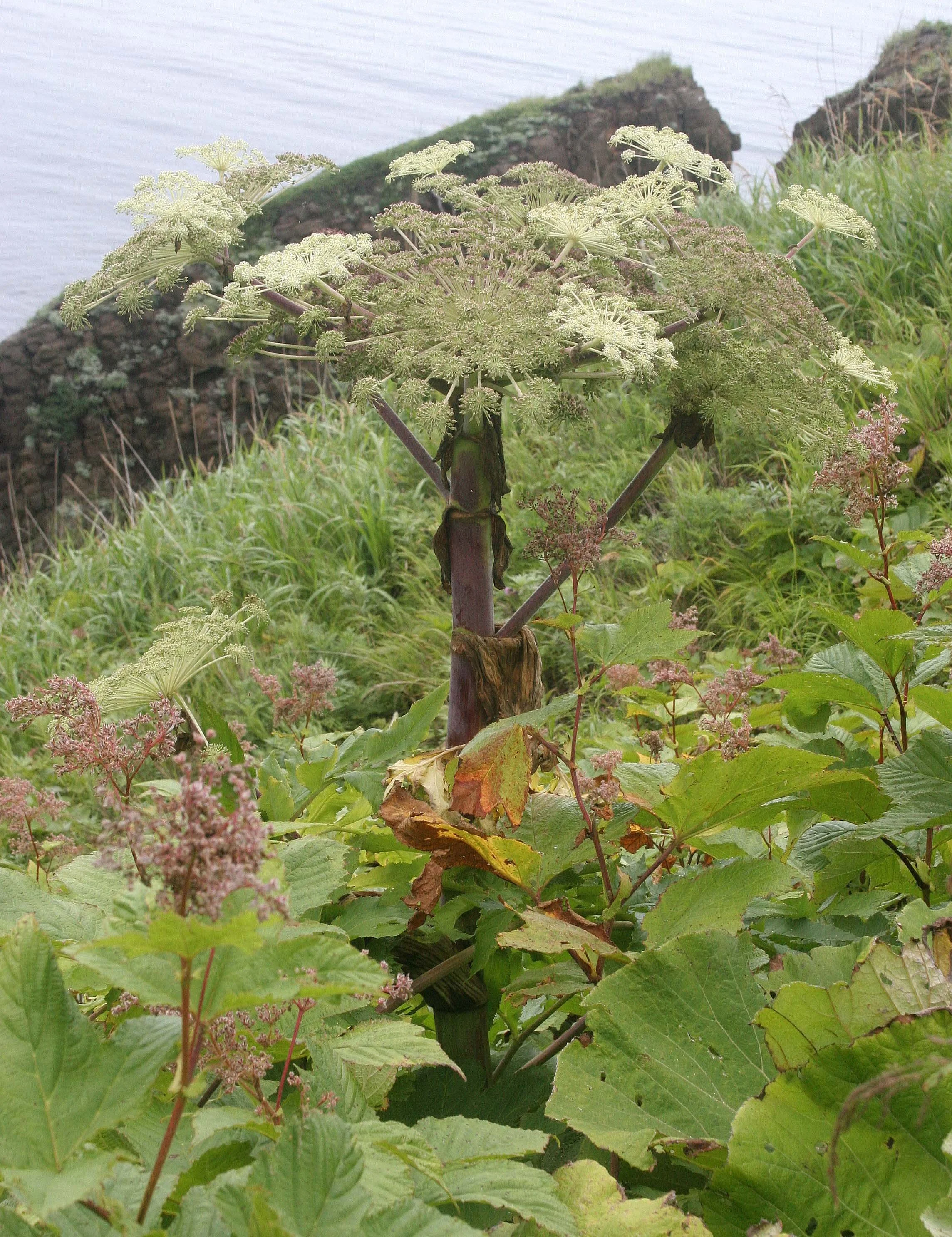 KURIL ISLANDS - FLORA  (71).jpg