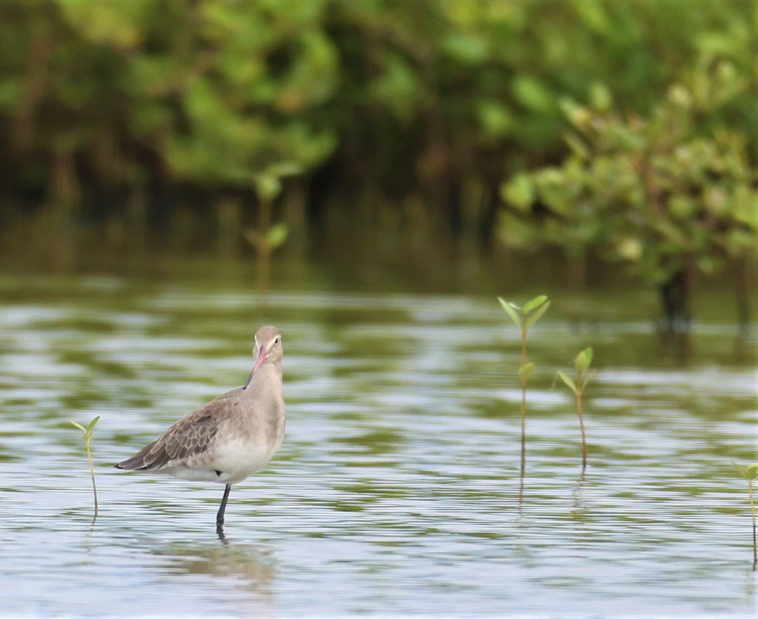 GODWIT - BLACK-TAILED GODWIT - Limosa limosa - BANG PAKONG SALT PANS CHACHOENGSAO WEST OF RIVER (3).jpg