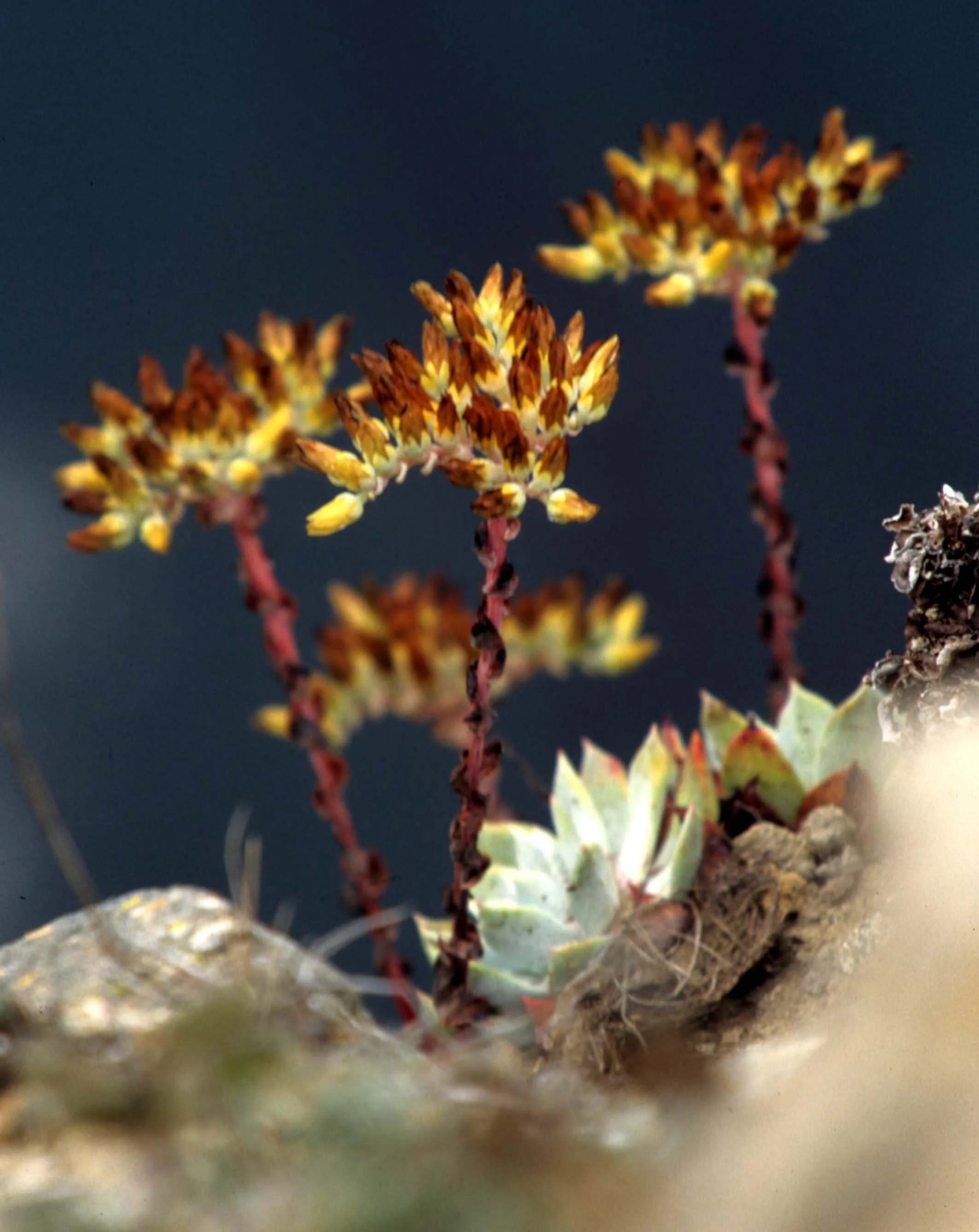CALIFORNIA - SIERRA - SEDUM SPECIES.jpg