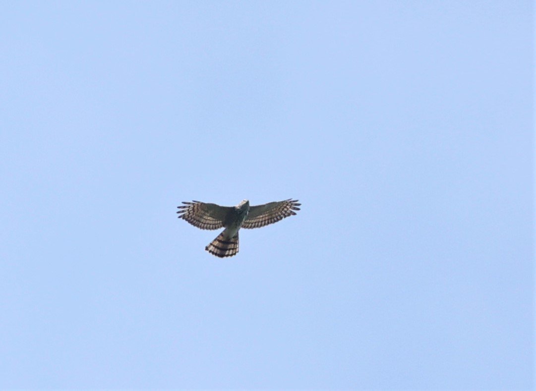GOSHAWK - CRESTED GOSHAWK - Accipiter trivirgatus - KAENG KRACHAN NATIONAL PARK 16 OCT 2021 (4).jpg