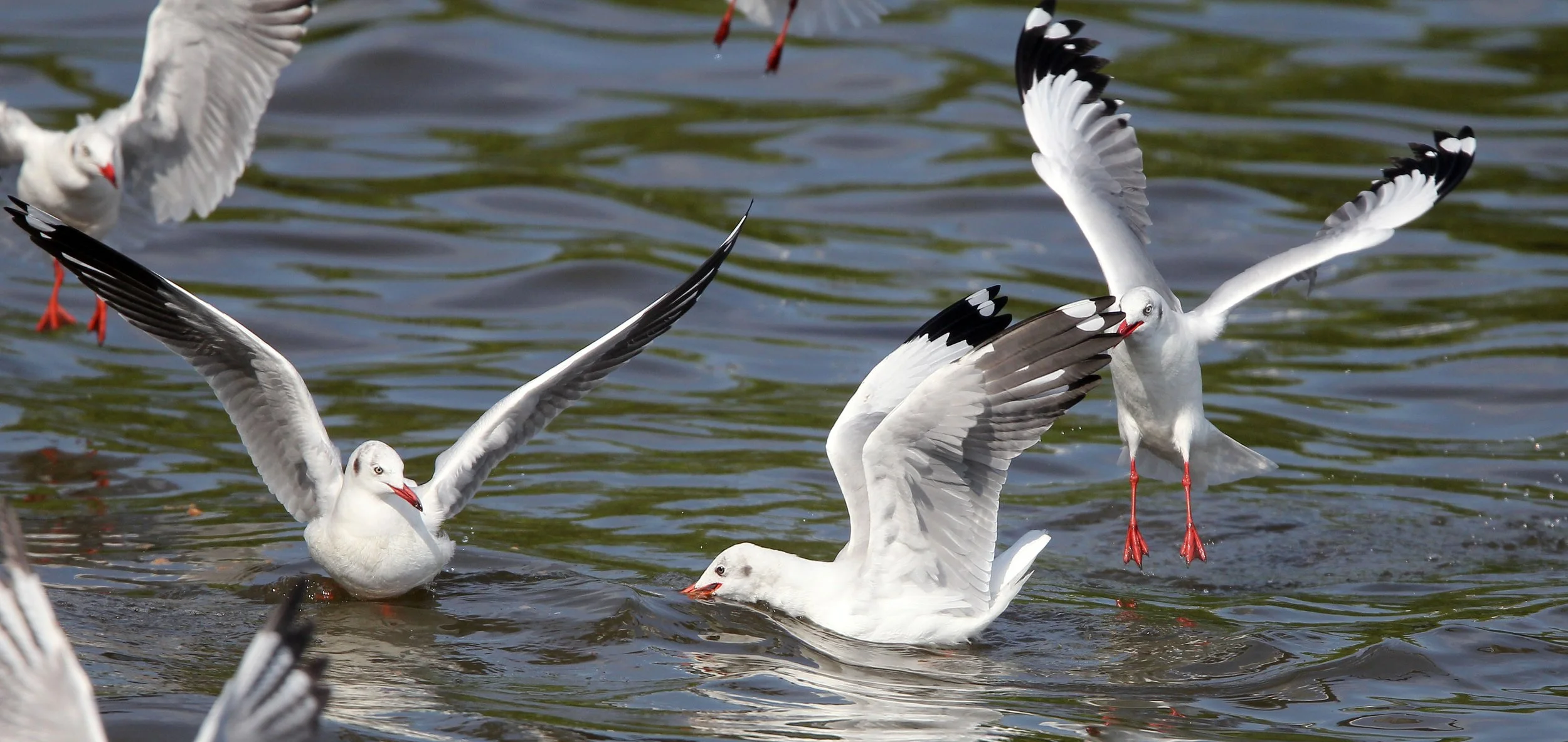BIRD - GULL - BROWN HEADED GULL - BANG PU NATURE RESERVE THAILAND (17).JPG