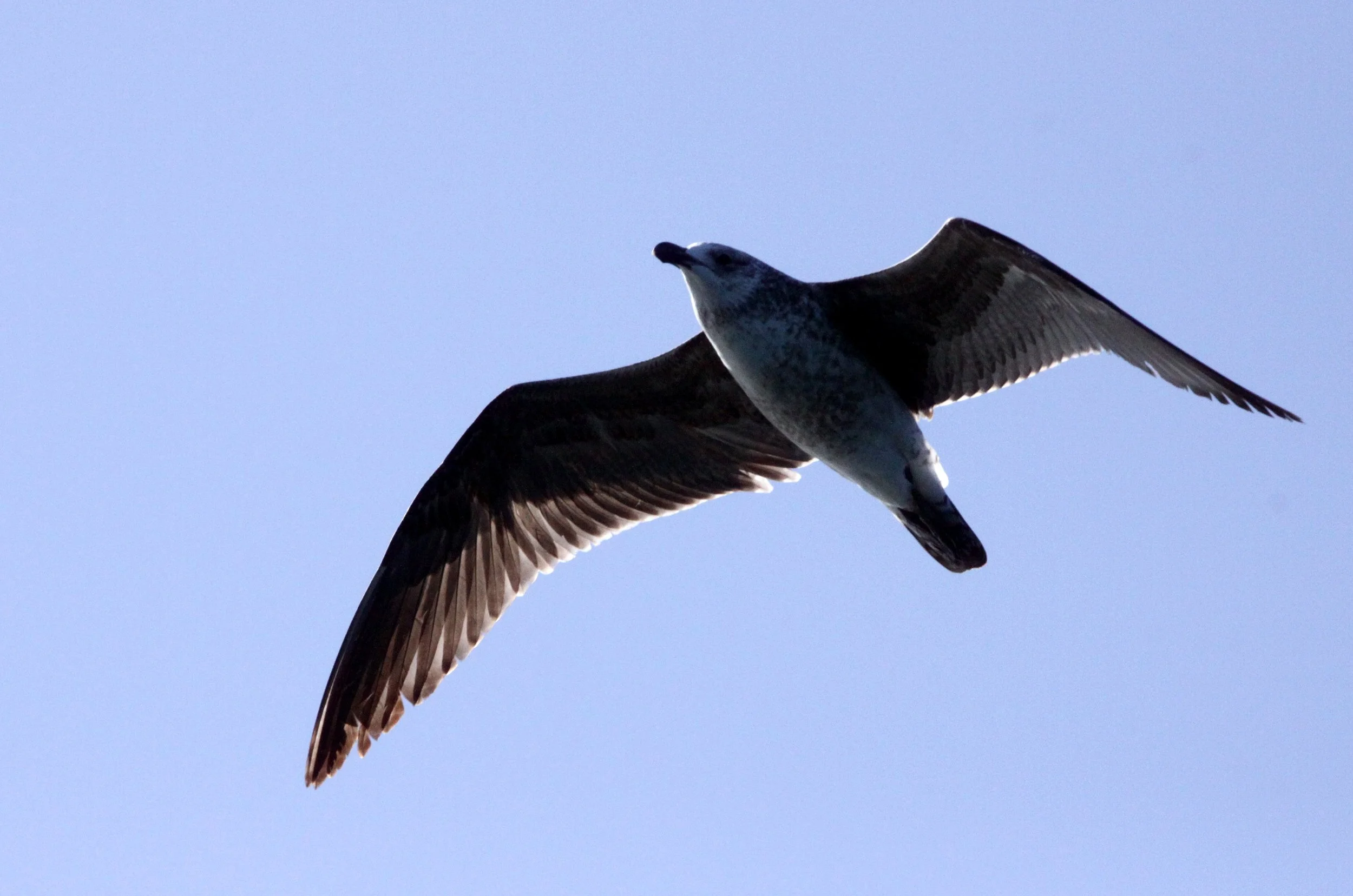 BIRD - GULL - CAPE OR KELP GULL - LARUS VETULA - IMMATURE - PLETTENBERG BAY SOUTH AFRICA.JPG