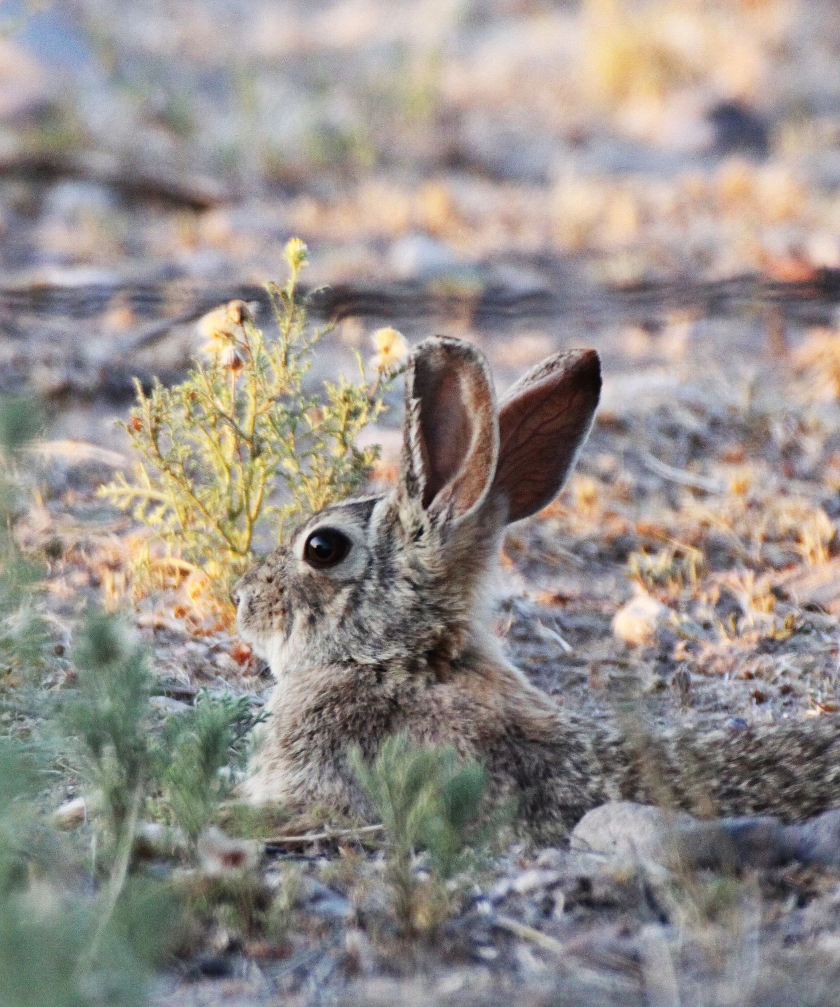LAGOMORPH - RABBIT - DESERT COTTONTAIL RABBIT - TRUTH OR CONSEQUENCES NEW MEXICO (5).JPG