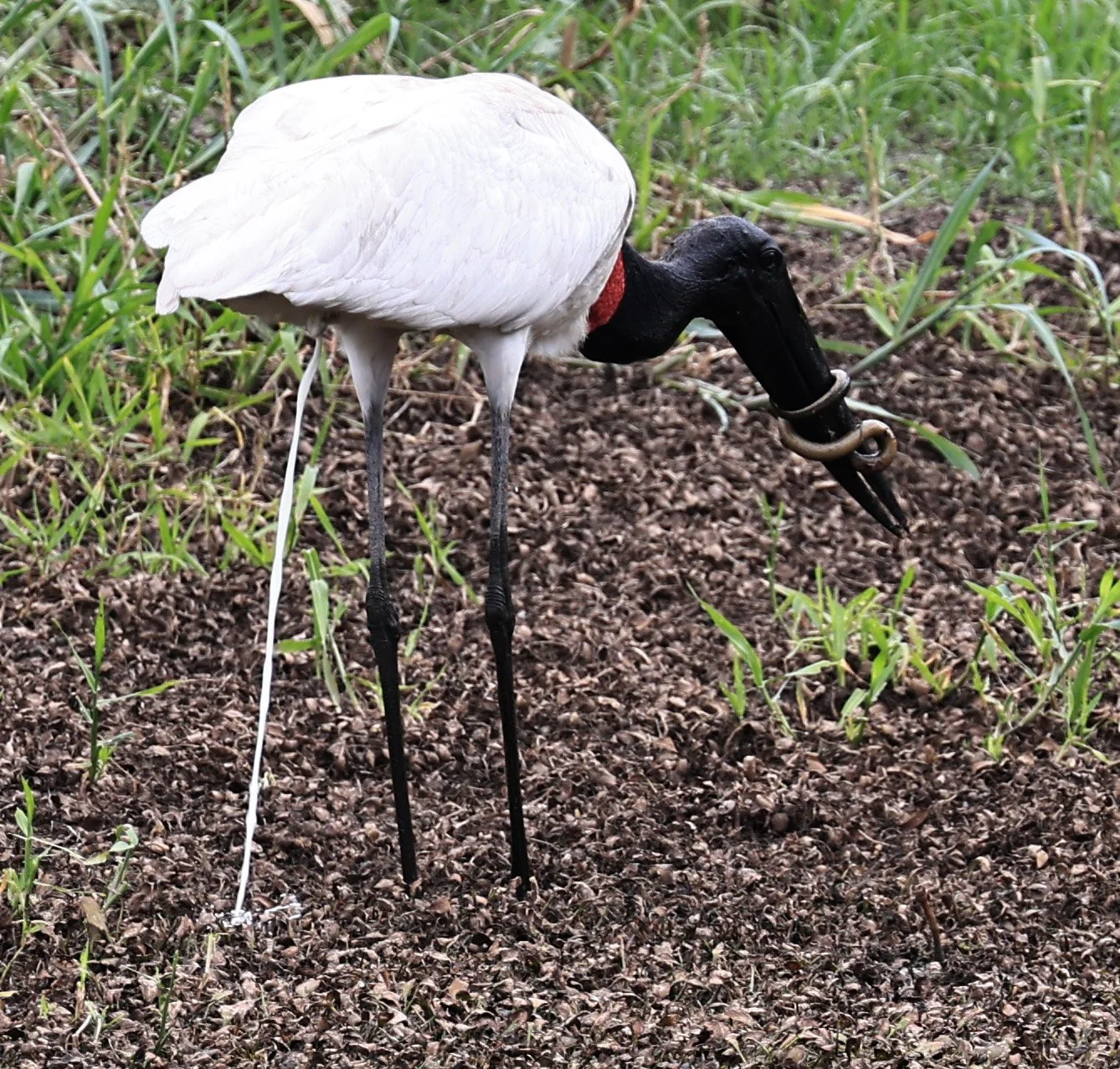 Jabiru (Jabiru mycteria) Agua Dulce Paraguay (9).jpg