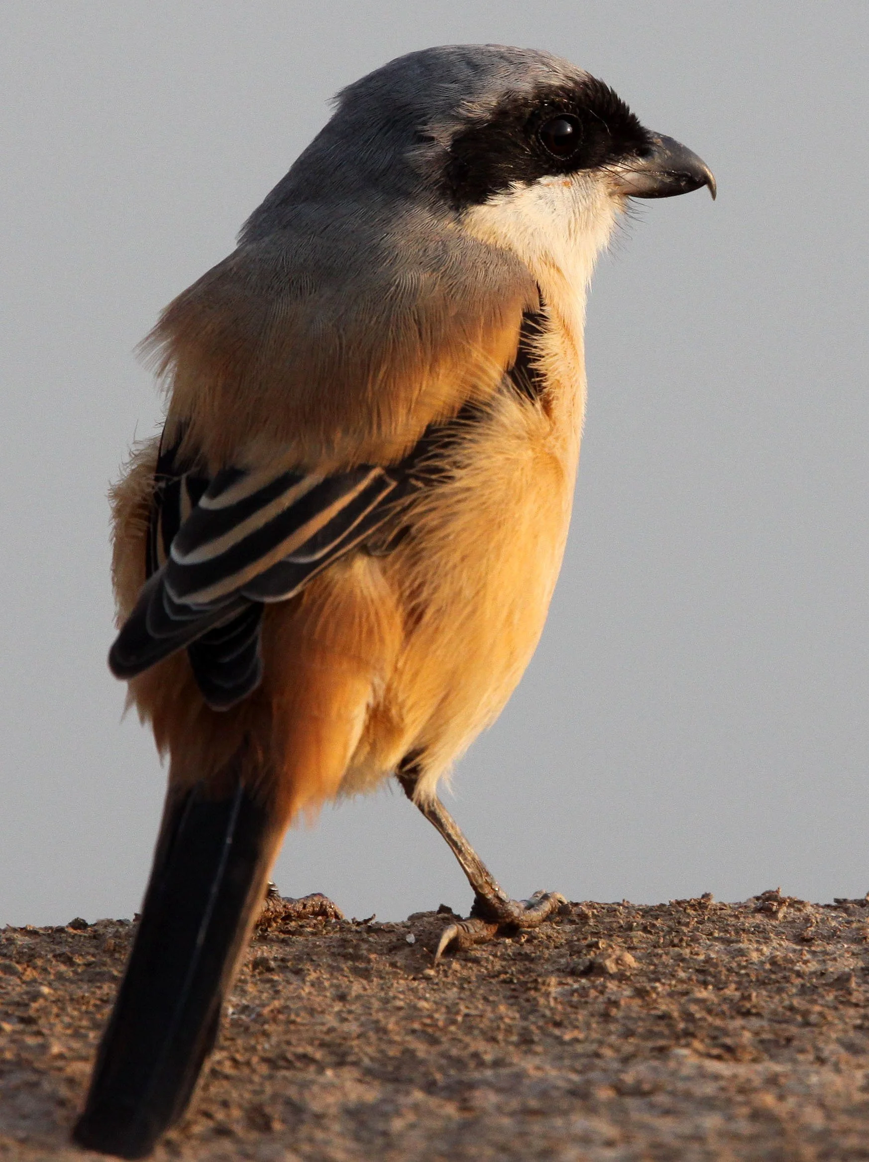 Long-tailed Shrike (Lanius schach) Poyang Lake Jiangxi Province China (7).JPG