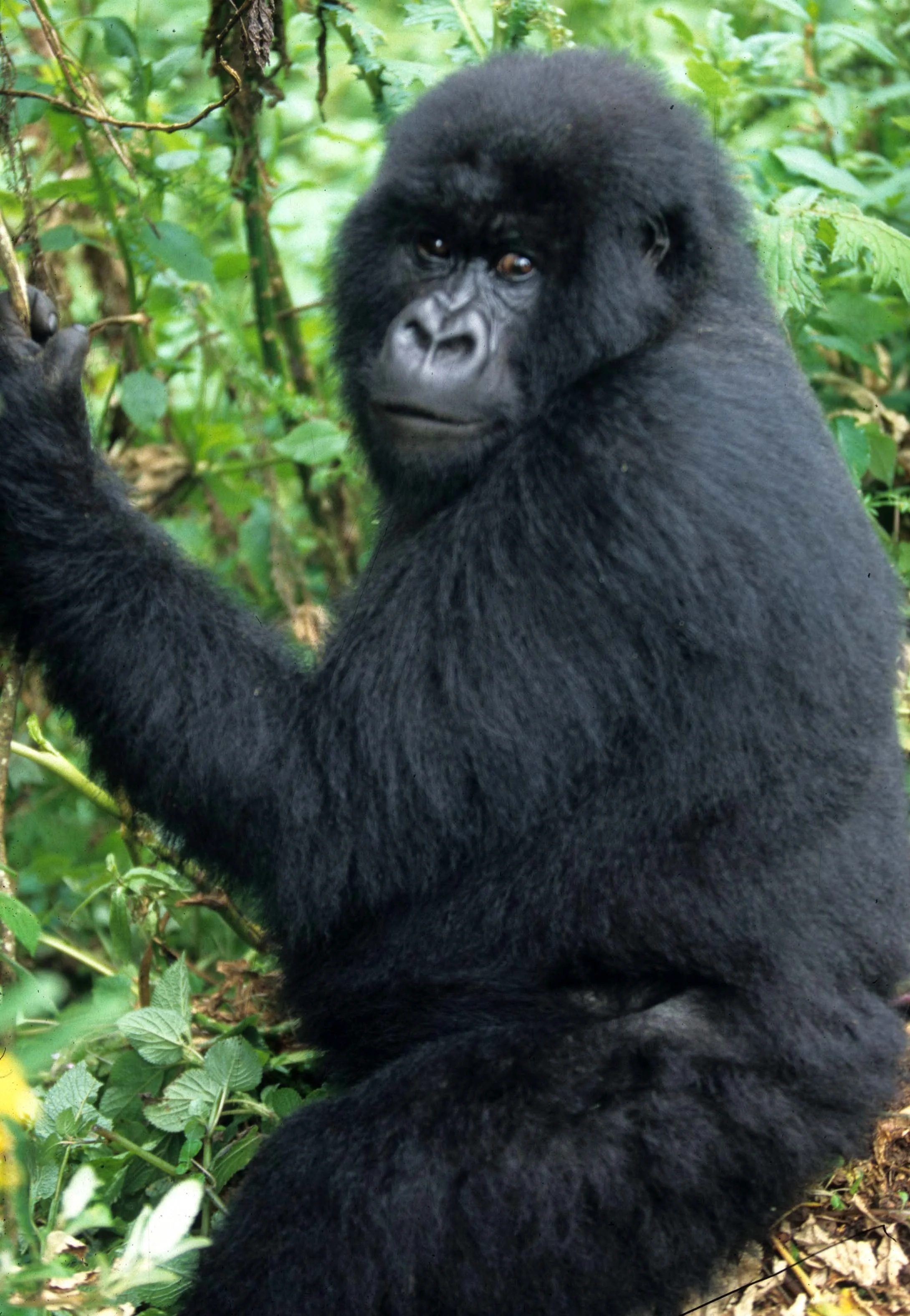 PRIMATE - GORILLA-RWANDA PARC DU VULCANS (64).jpg