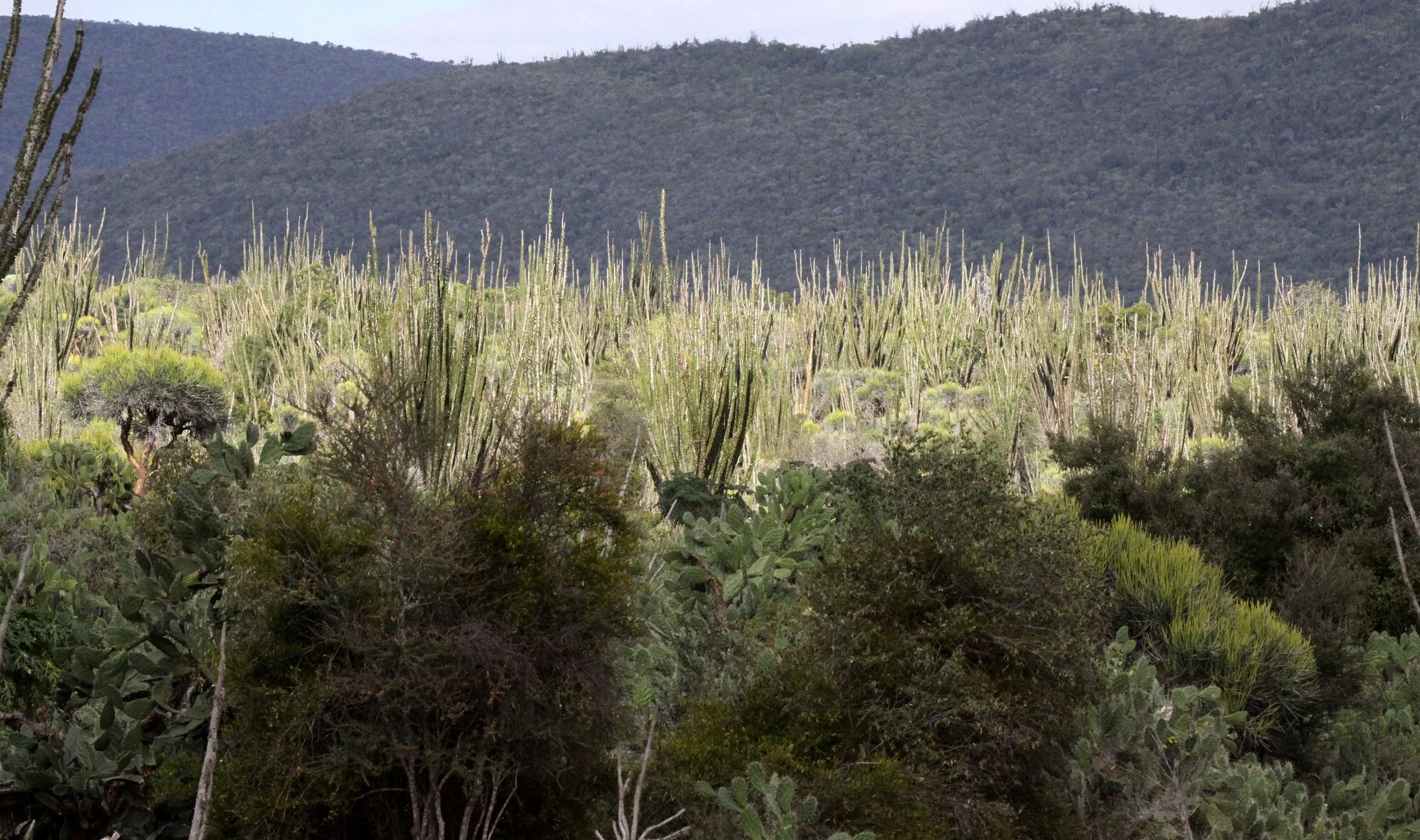 PLANT - DIDIEREACEAE COMMUNITY - ANDOHAHELA NATIONAL PARK - SPINY FOREST PLANT COMMUNITY (3).JPG