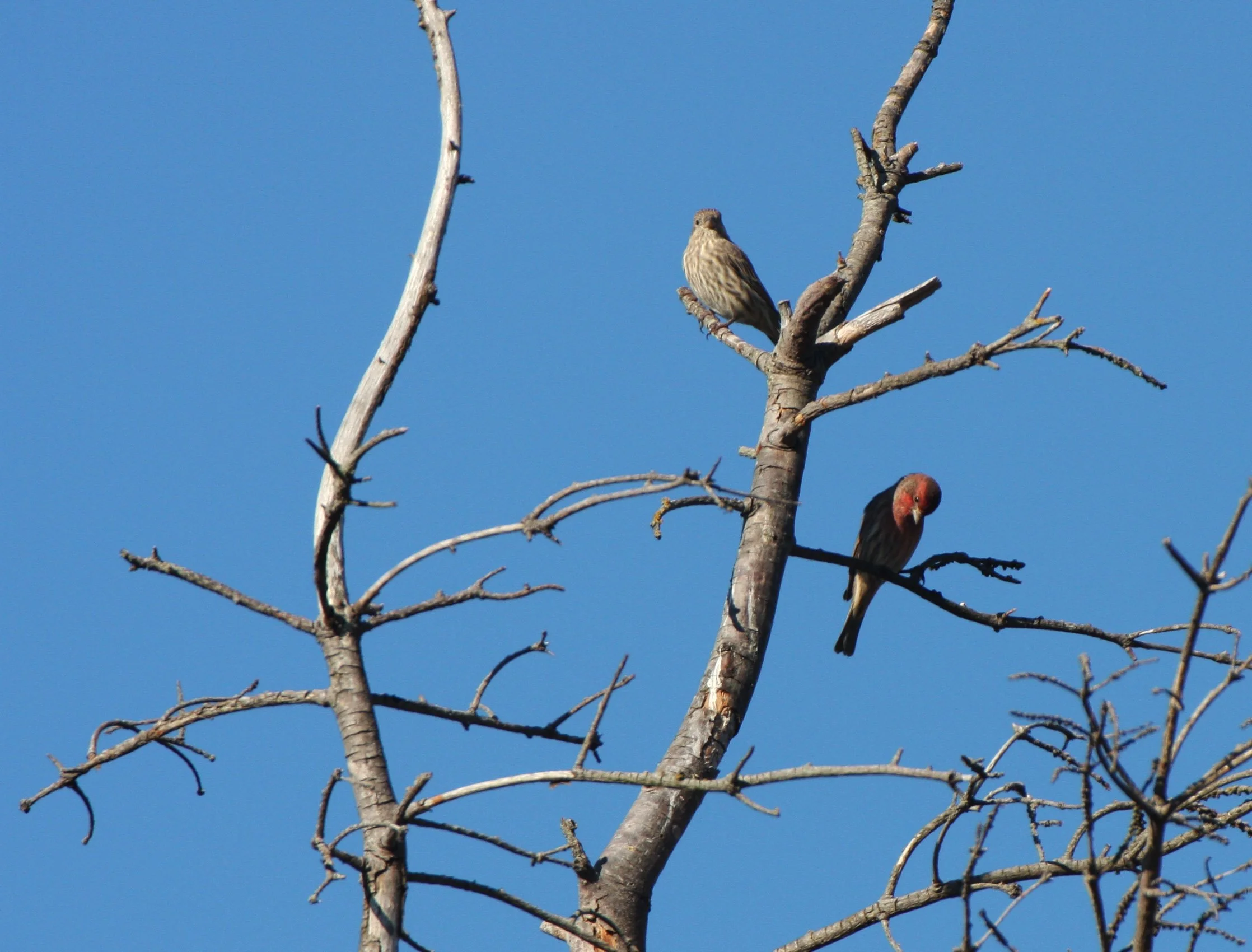 House Finch (Haemorhous mexicanus) Jamestown Washington (25).JPG
