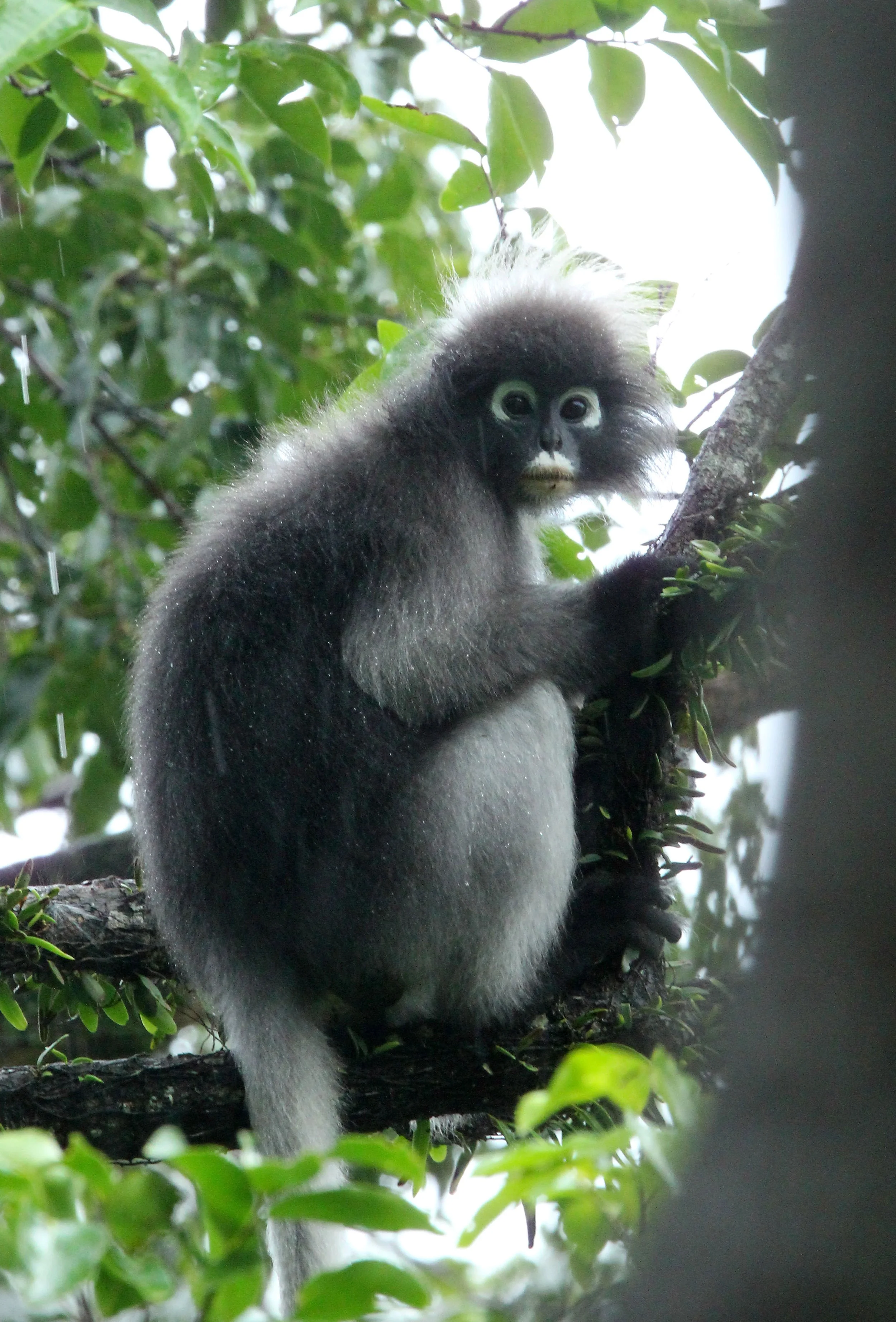 CERCOPITHECIDAE - Trachypithecus obscurus flavicauda - BLOND-TAILED DUSKY LANGUR - KAENG KRACHAN NATIONAL PARK THAILAND (30).JPG