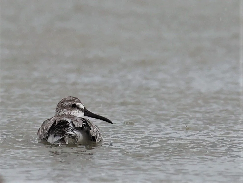 SANDPIPER - BROADBILL SANDPIPER - Calidris falcinellus - PAK THALE 16 & 19 OCTOBER 2021 (15).jpg